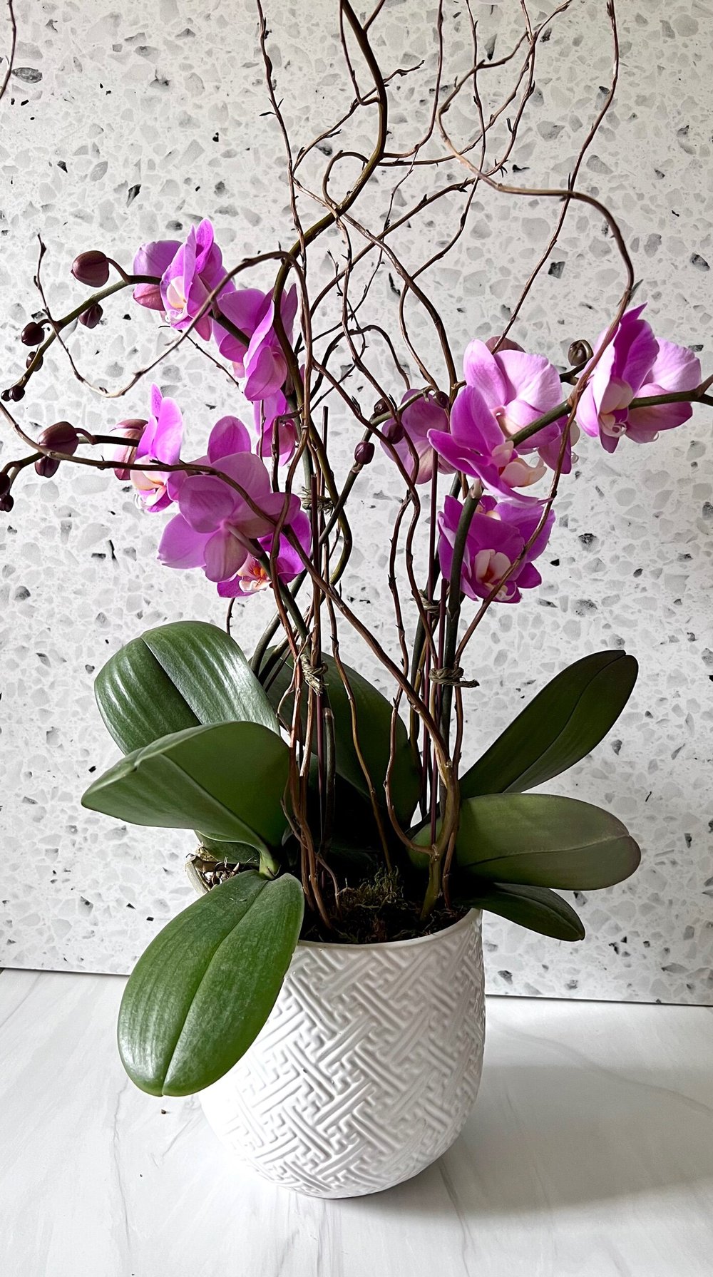 Large Orchid Plant  Woodbury Floral Designs