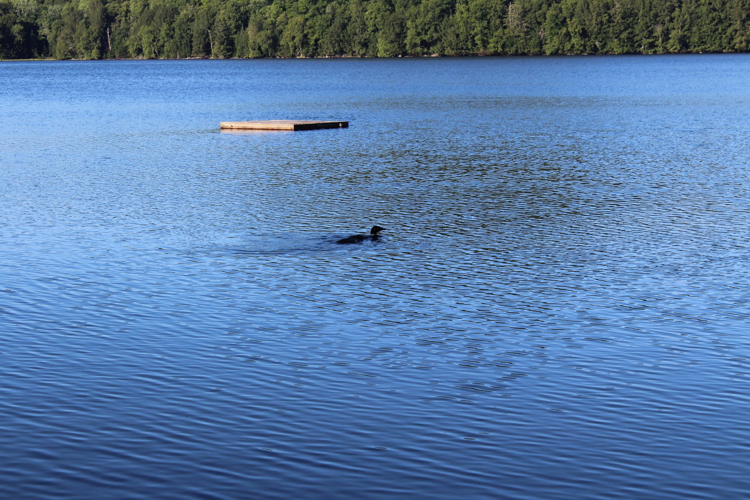  Nichols Pond Loon 