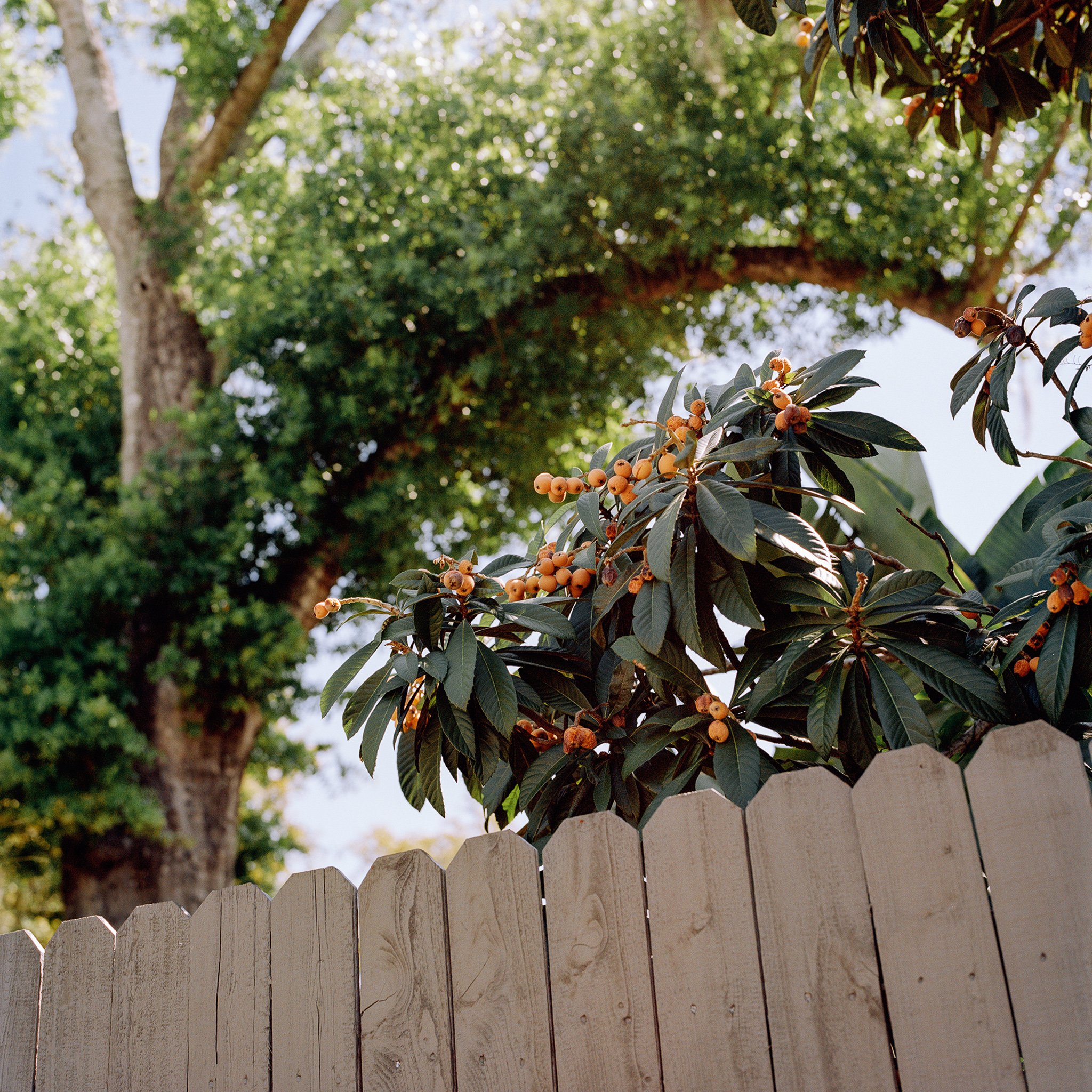 leadbeater_graceann_florida_citrus_HI-RES.jpg