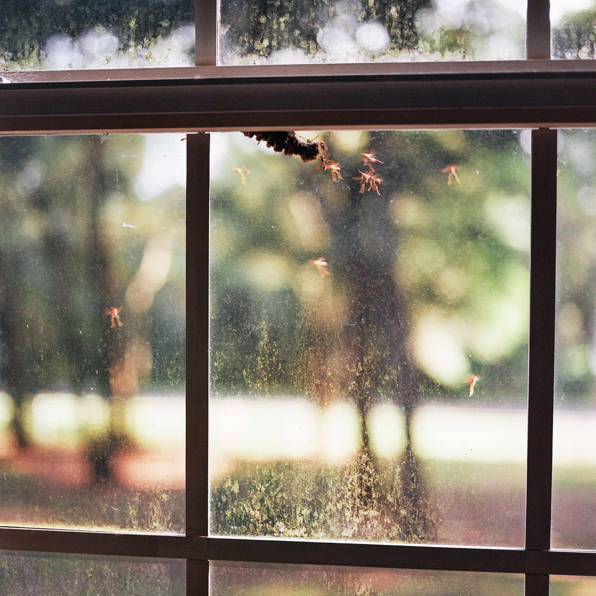 leadbeater_graceann_wasps_window_HI-RES.jpg