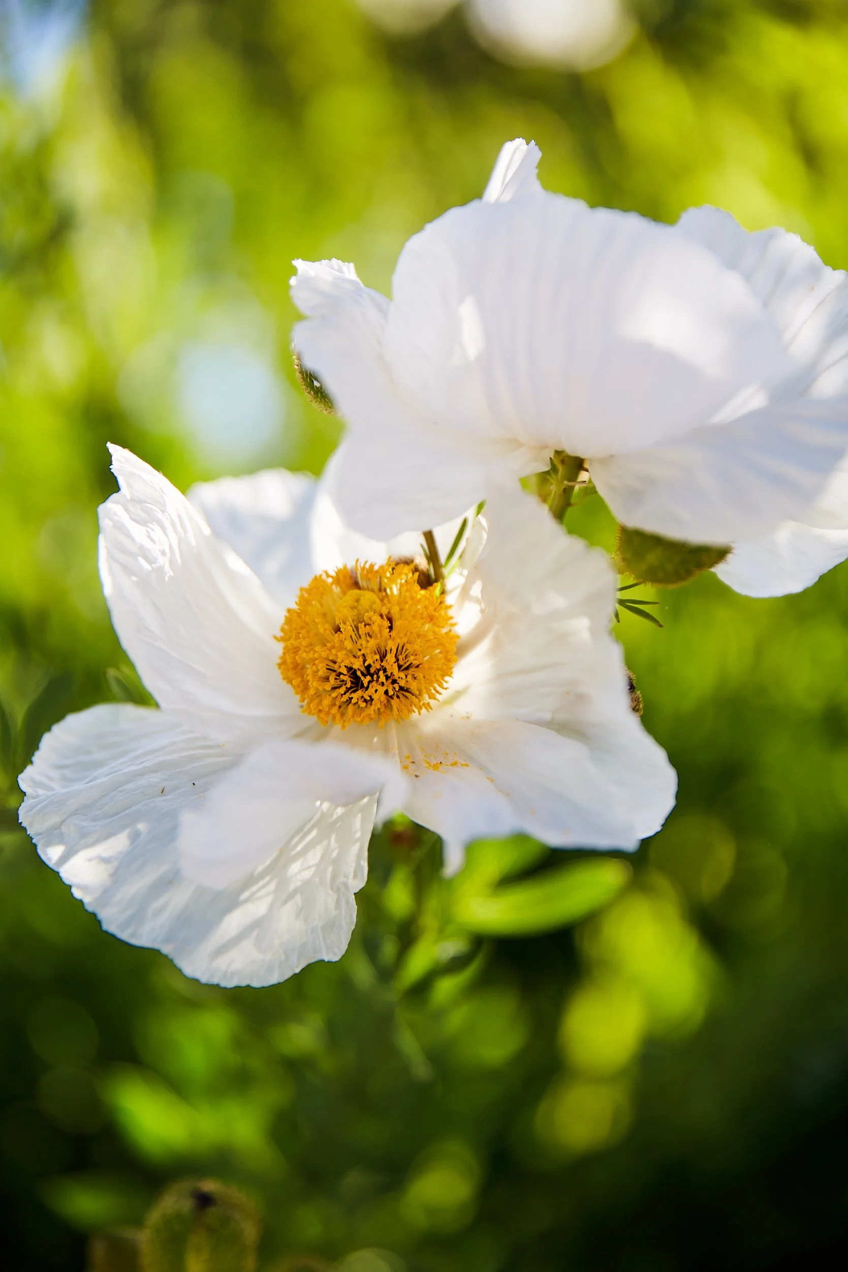 Ojai___20220506__PD_0085 1.jpg