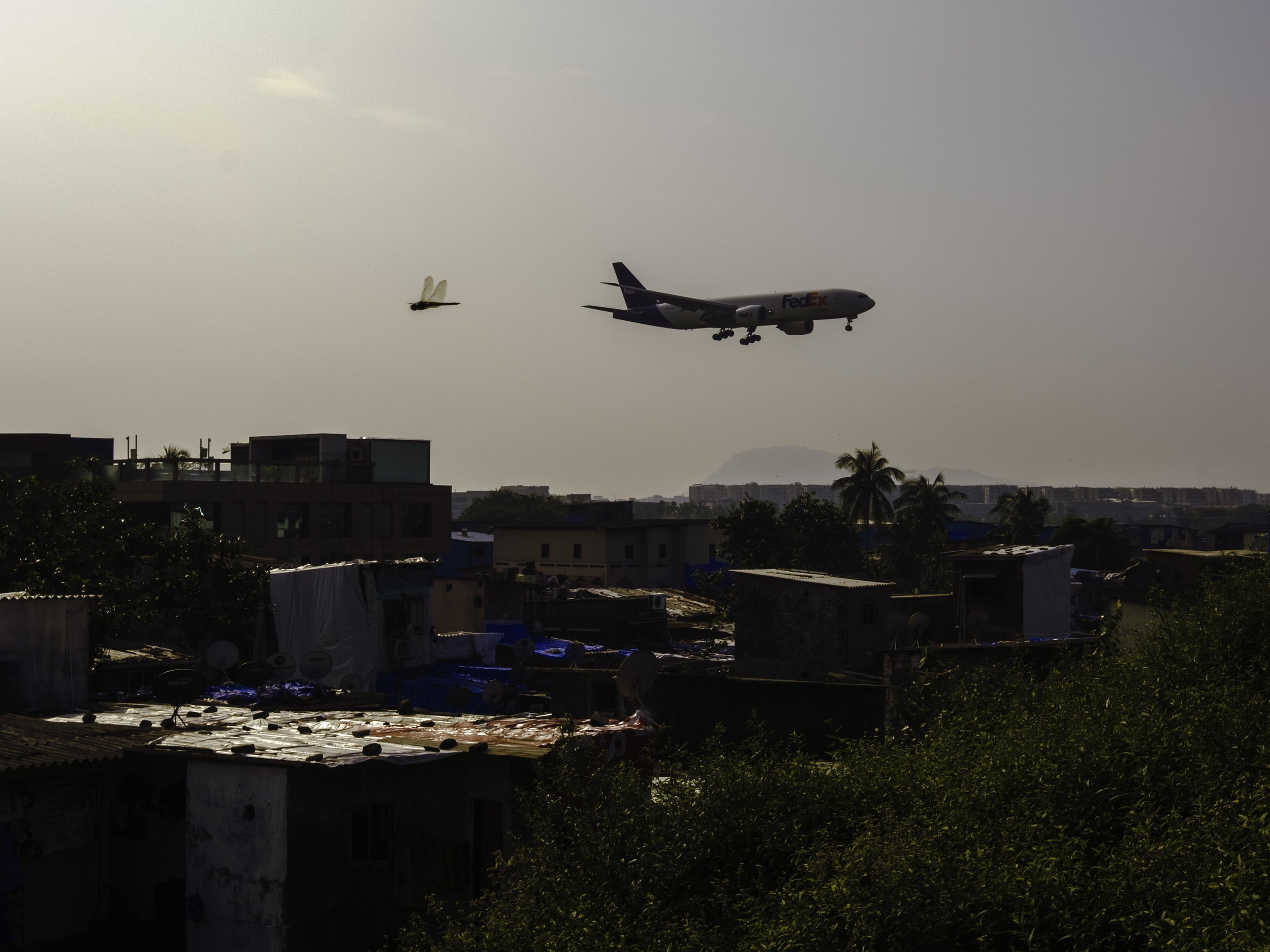 Dragon fly and plane mumbai india DSCF1084-Edit resize.jpg