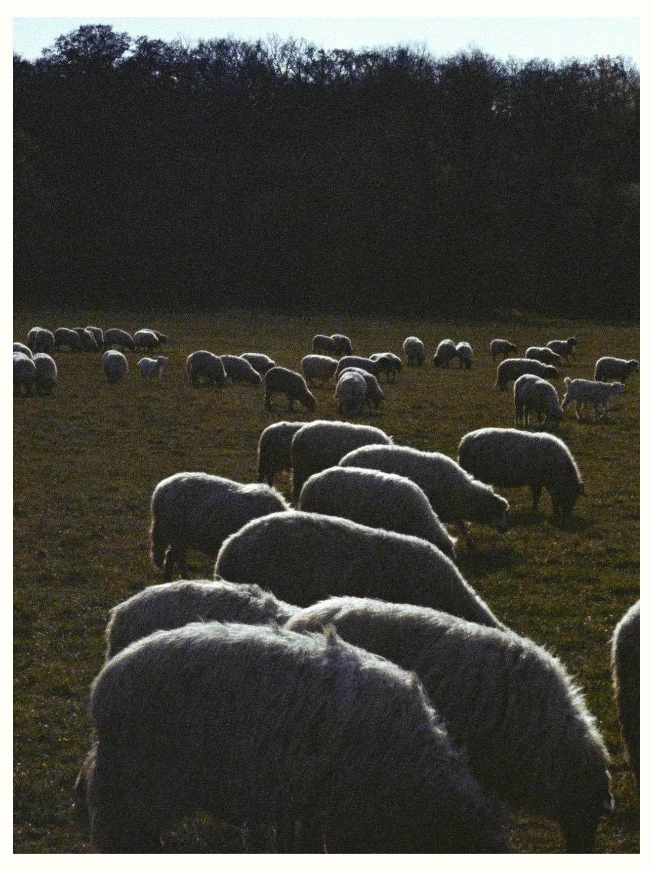 SHEPPERD ROMANIA6685_09.jpg