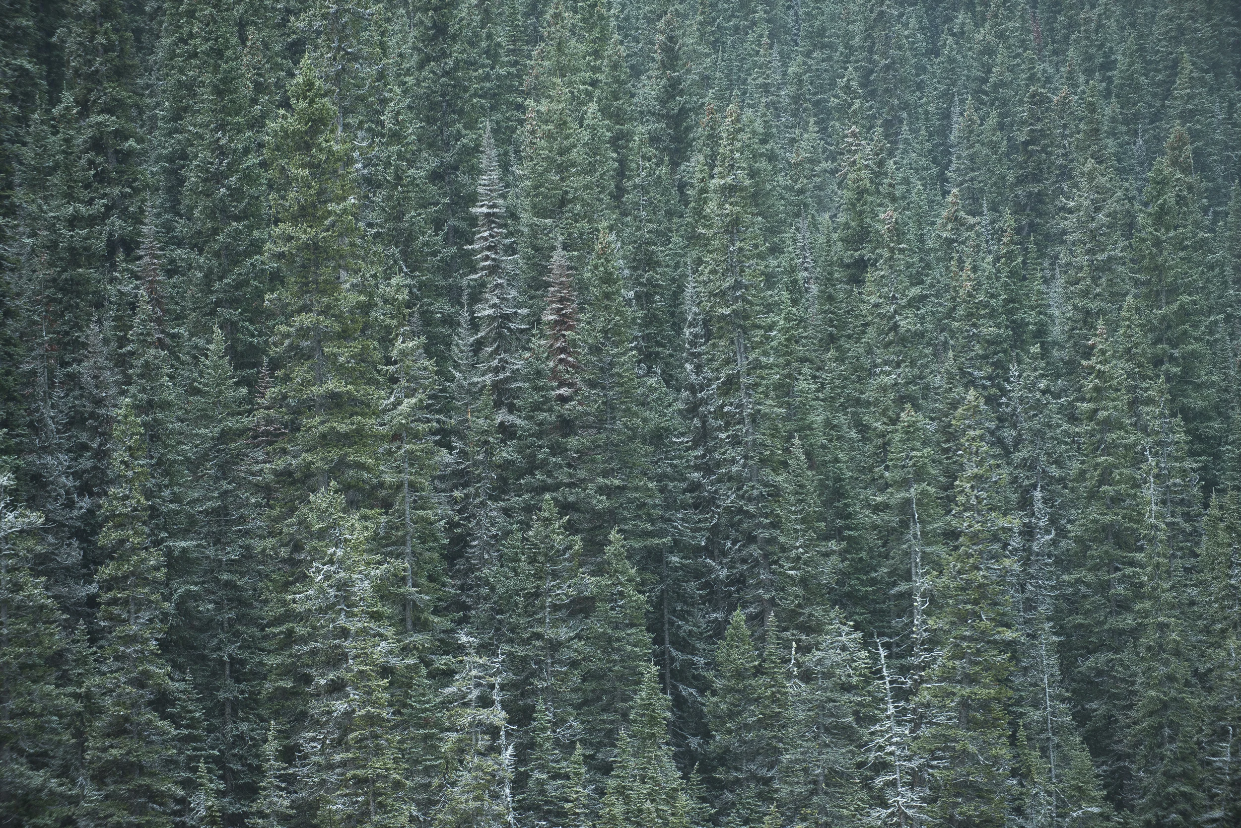 conifer1a.jpg