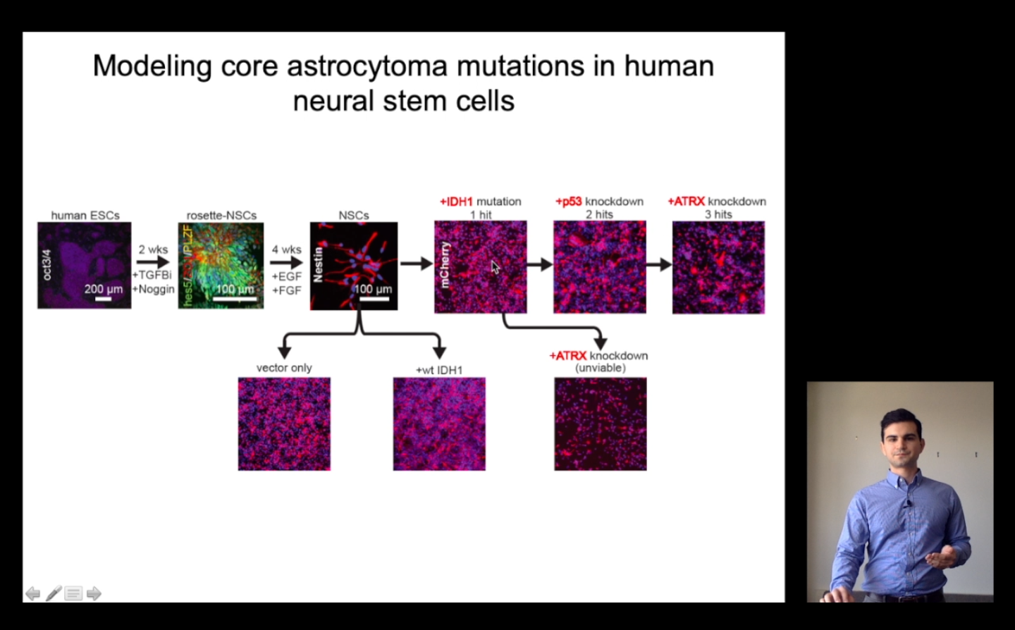 Low-grade astrocytoma mutations in IDH1, P53 and ATRX cooperate to block differentiation of human neural stem cells via repression of SOX2.