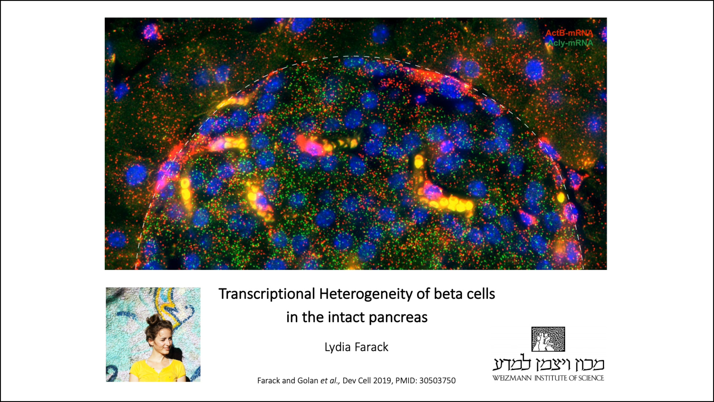 Transcriptional Heterogeneity of Beta Cells in the Intact Pancreas.