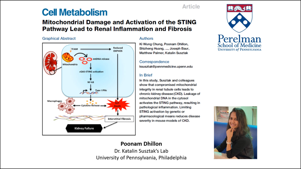 mitochondrial damage and activation of