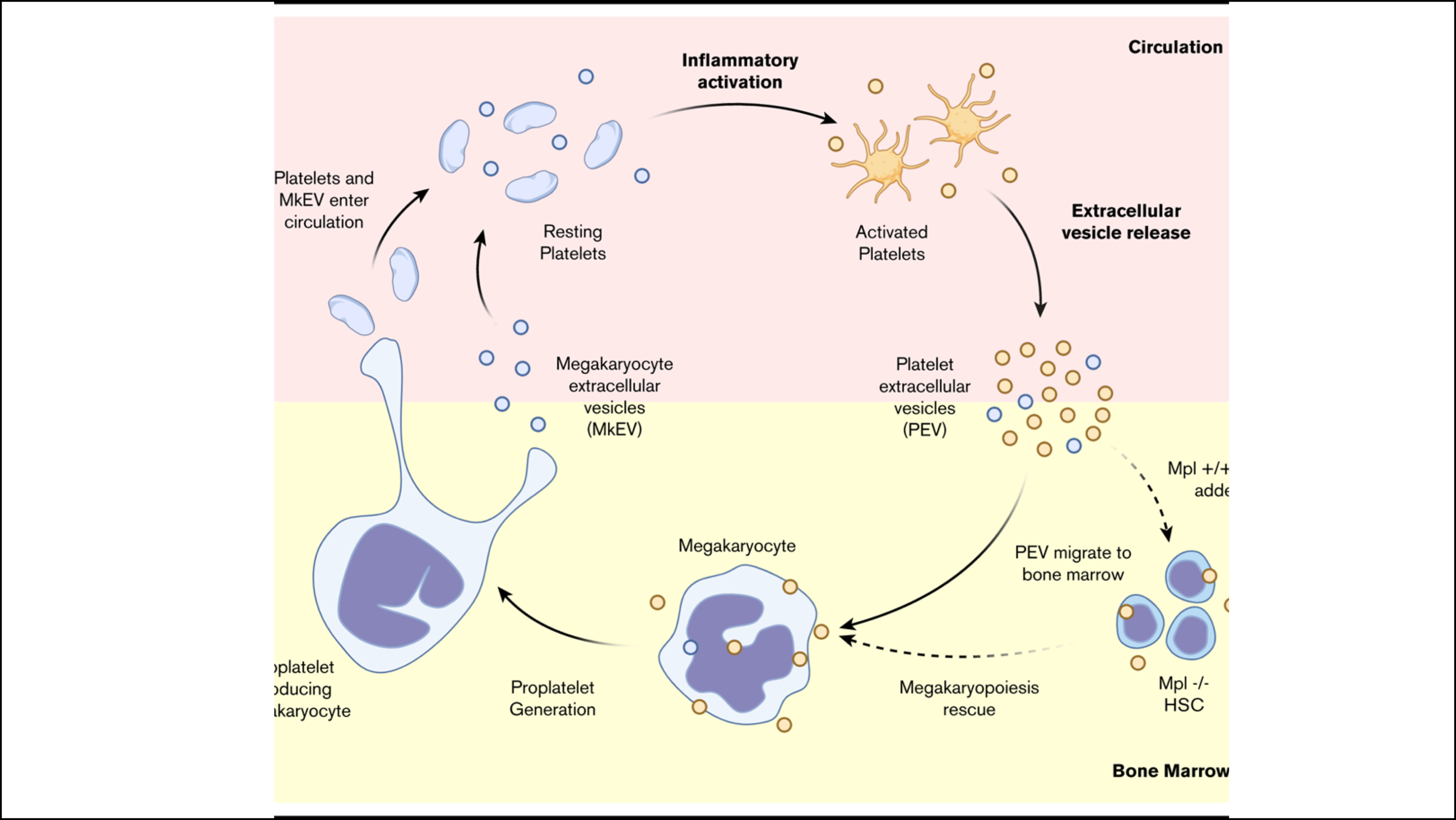 Friday - July 10, 2020