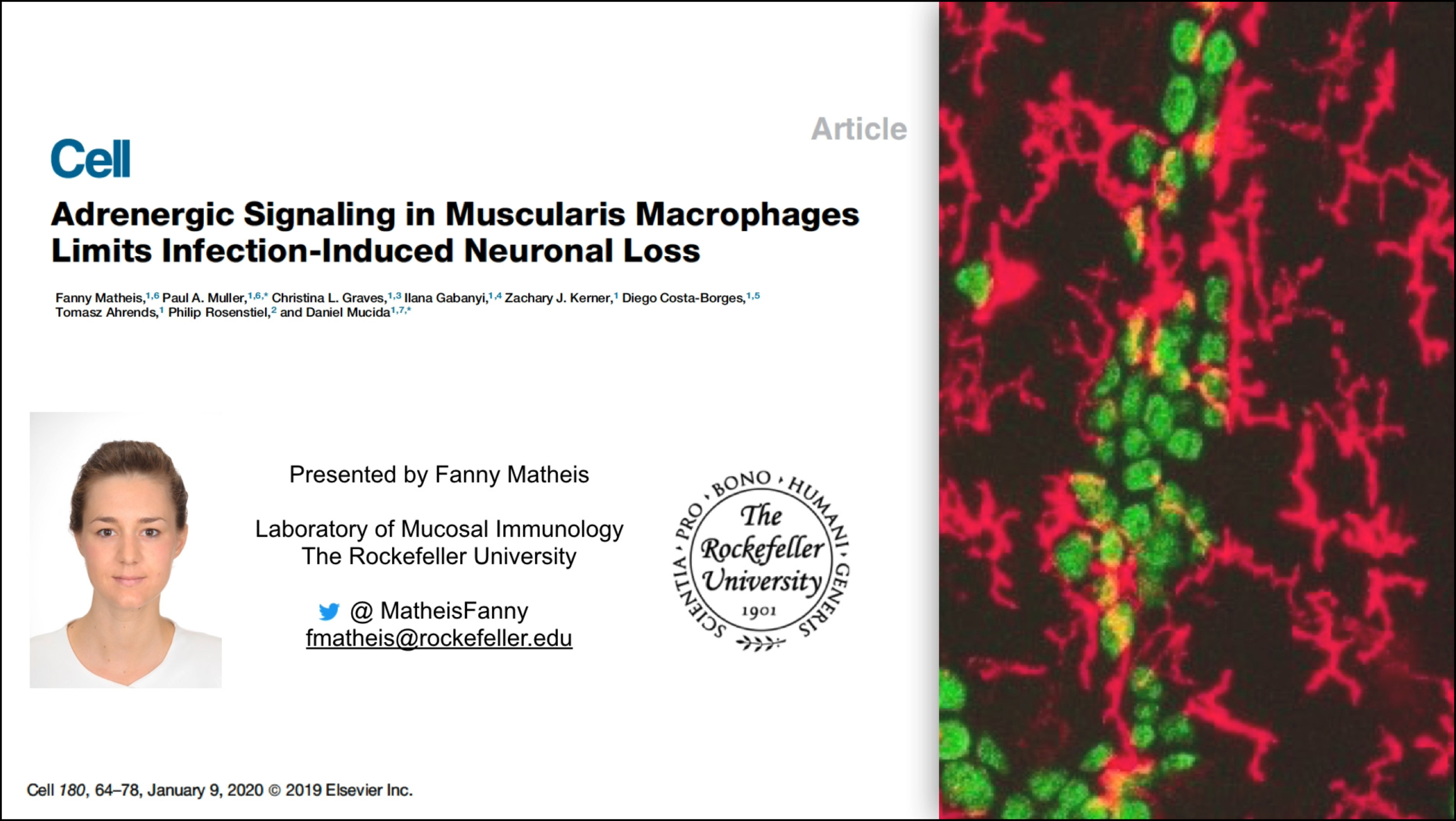 Adrenergic Signaling in Muscularis Macrophages Limits Infection-Induced Neuronal Loss