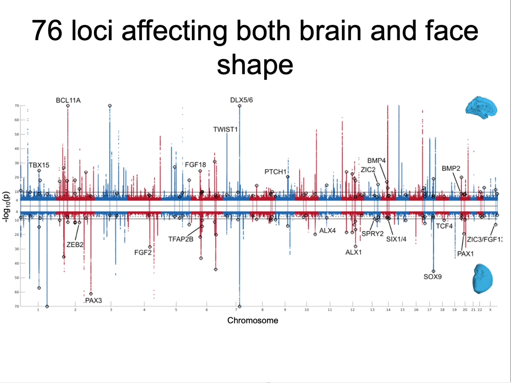 A Real Head Turner: Genes Affect Both Brain and Face Shape