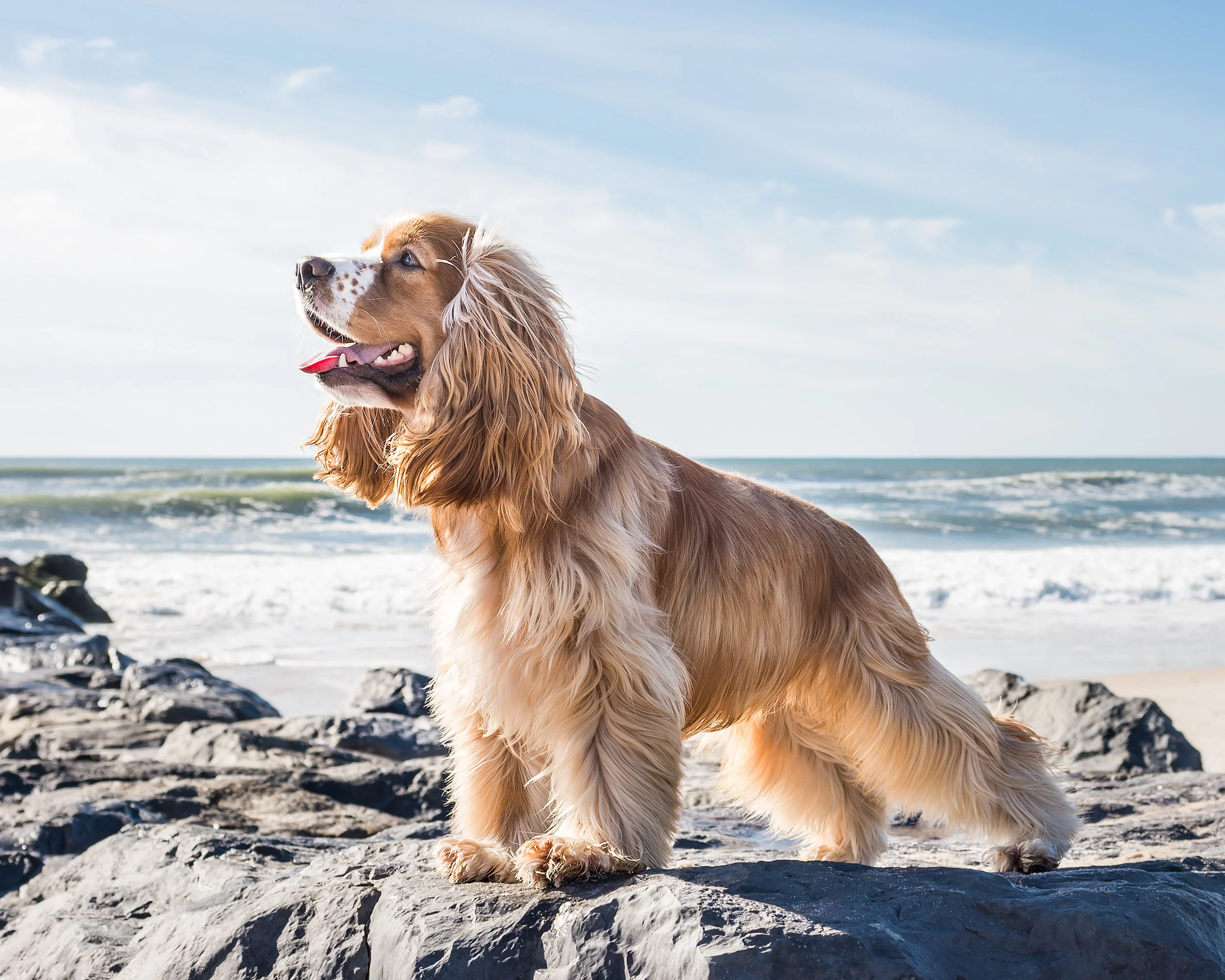 Cocker Spaniel, Westhampton Beach