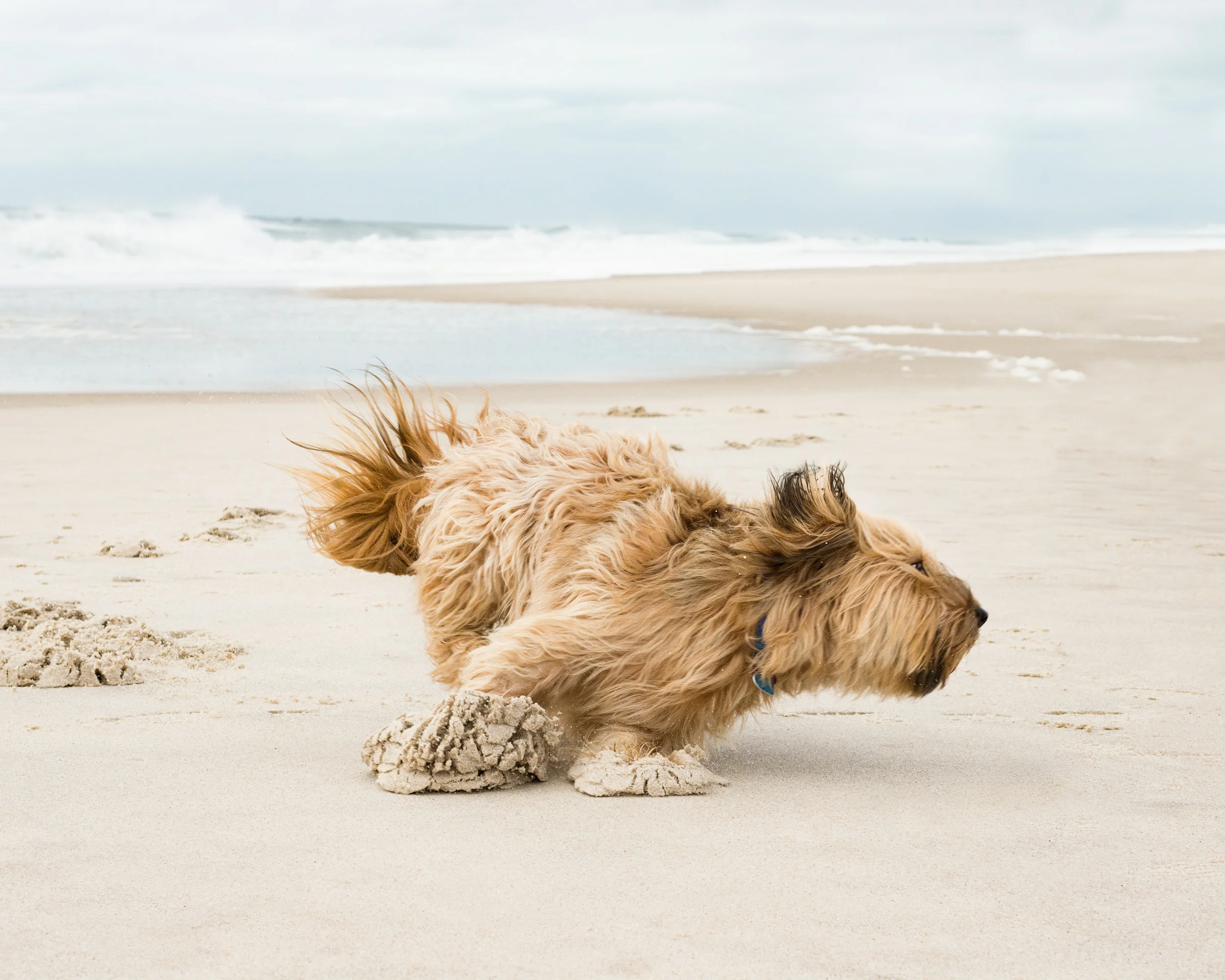 Wheaton Terrier, Westhampton Beach