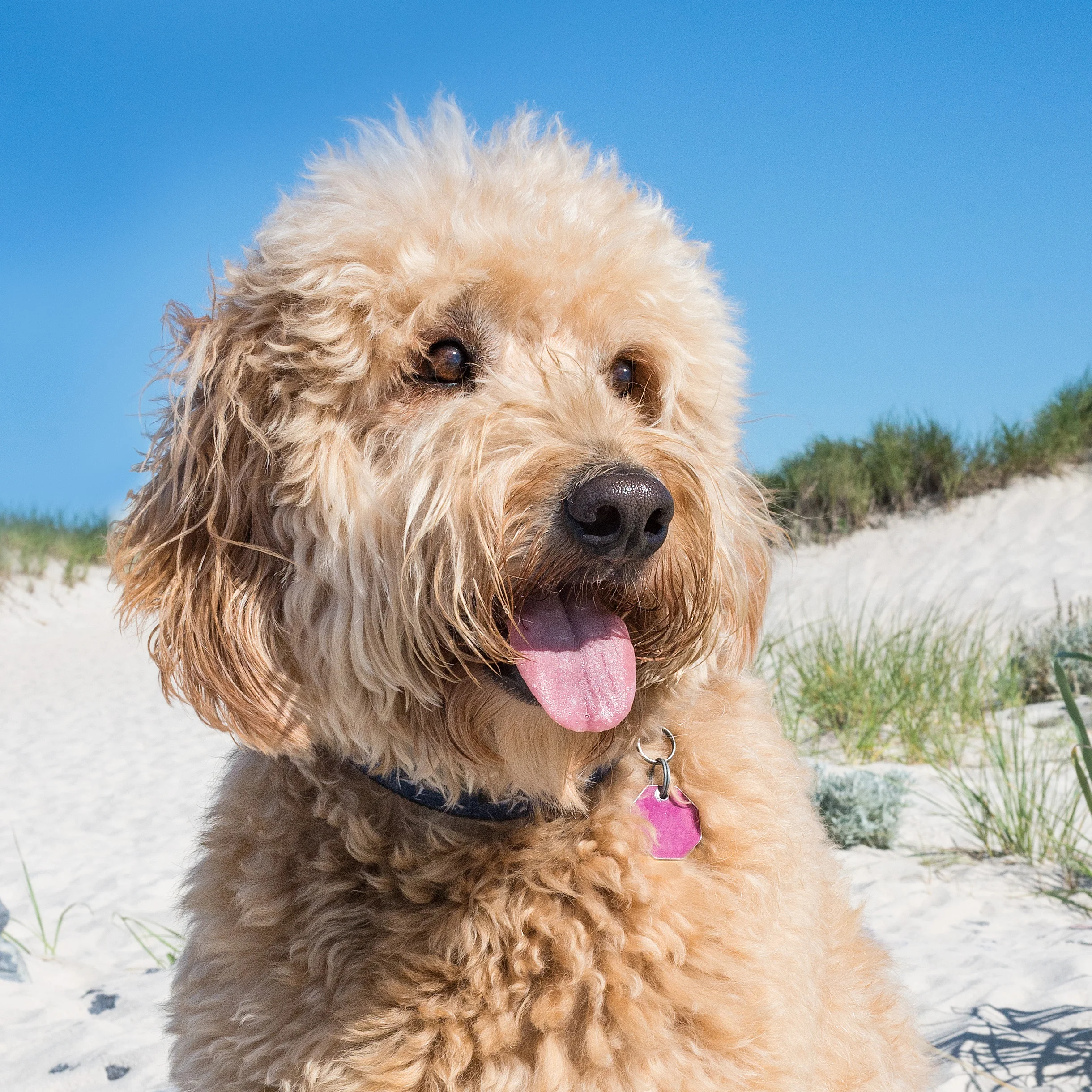 Goldendoodle, Westhampton Beach