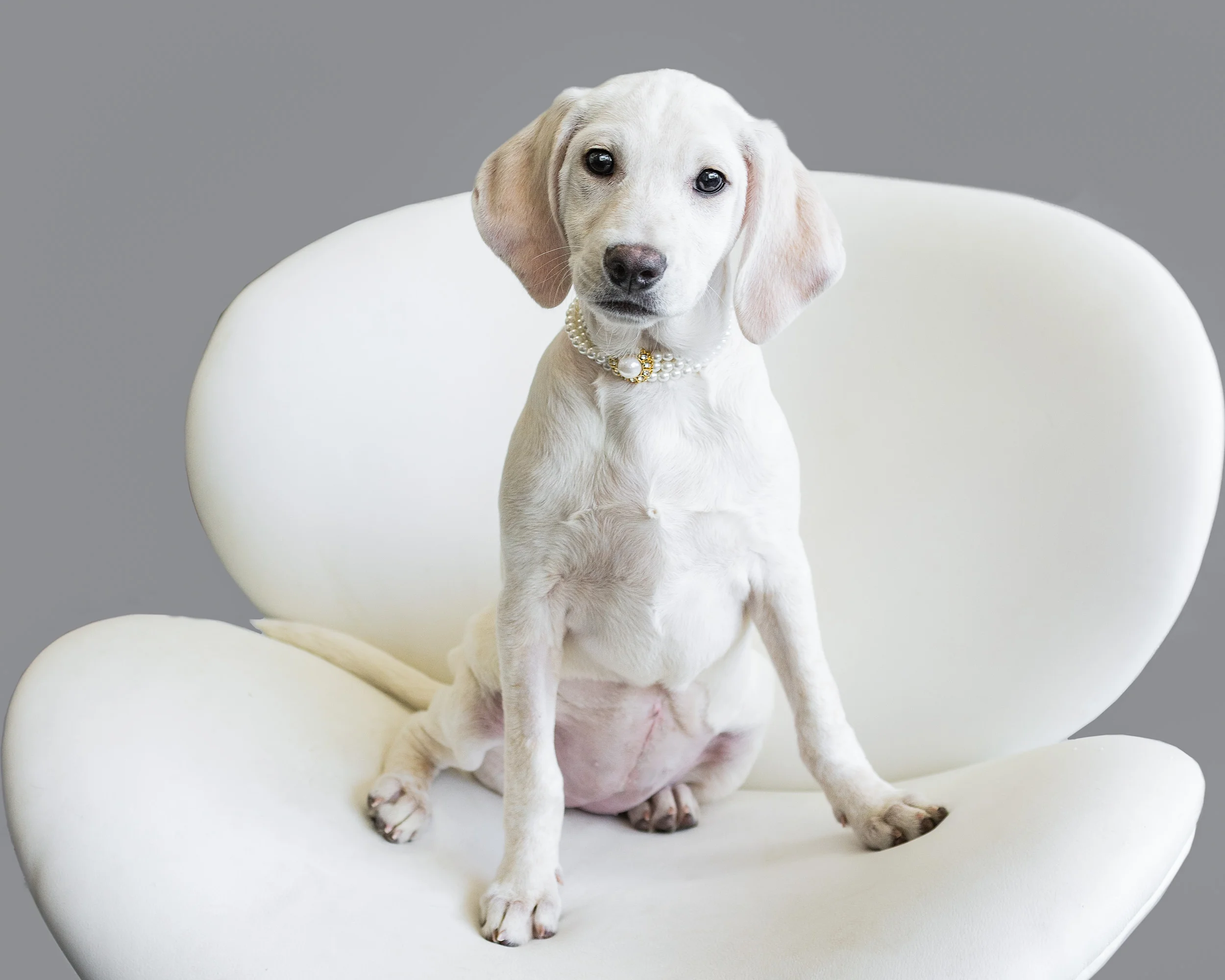 Mixed breed, Westhampton, Bideawee