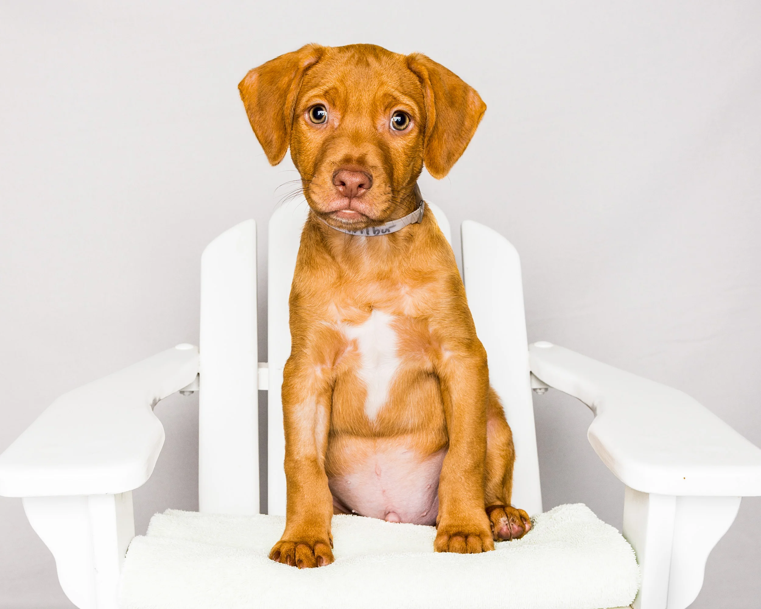 Mixed Breed, Westhampton, Bideawee