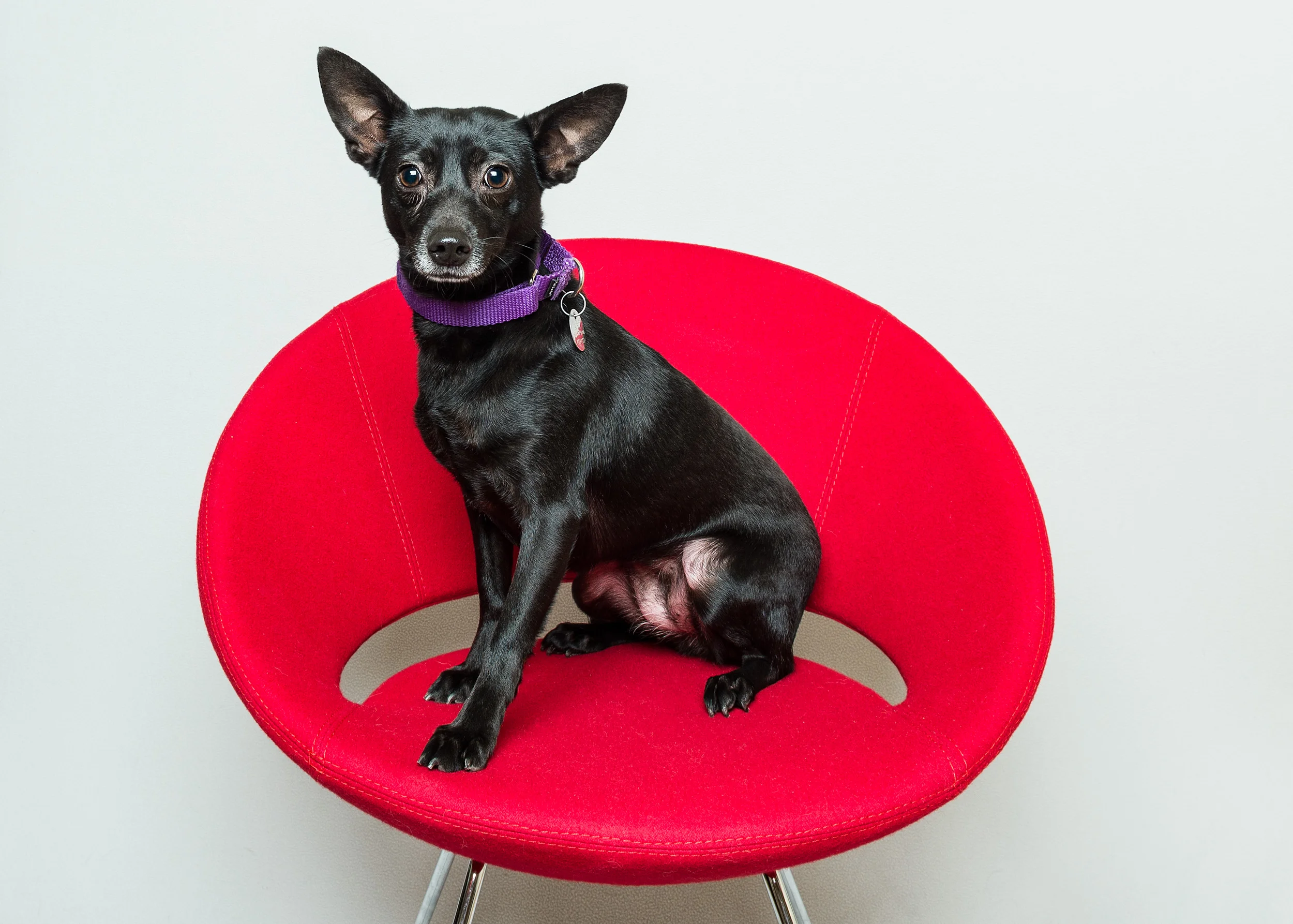 Mixed Breed, ARF, East Hampton