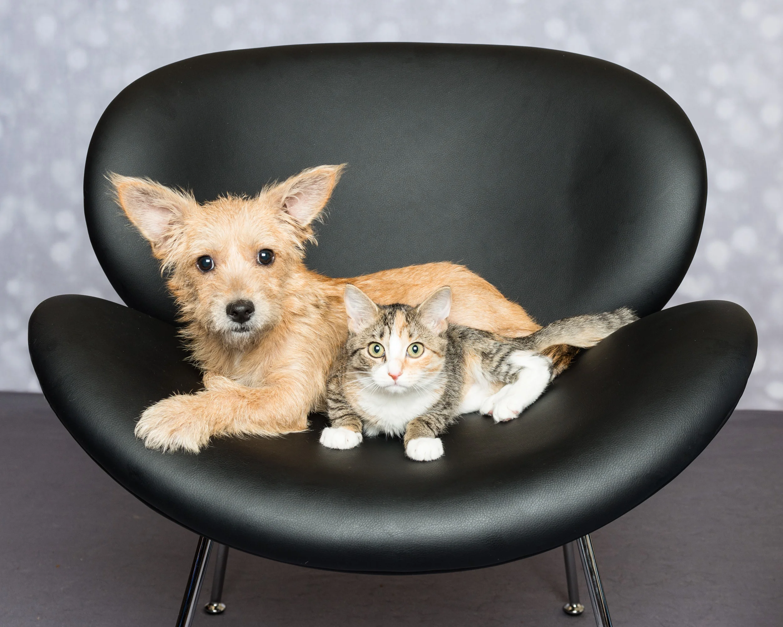 Mixed Breed, cat, ARF, East Hampton