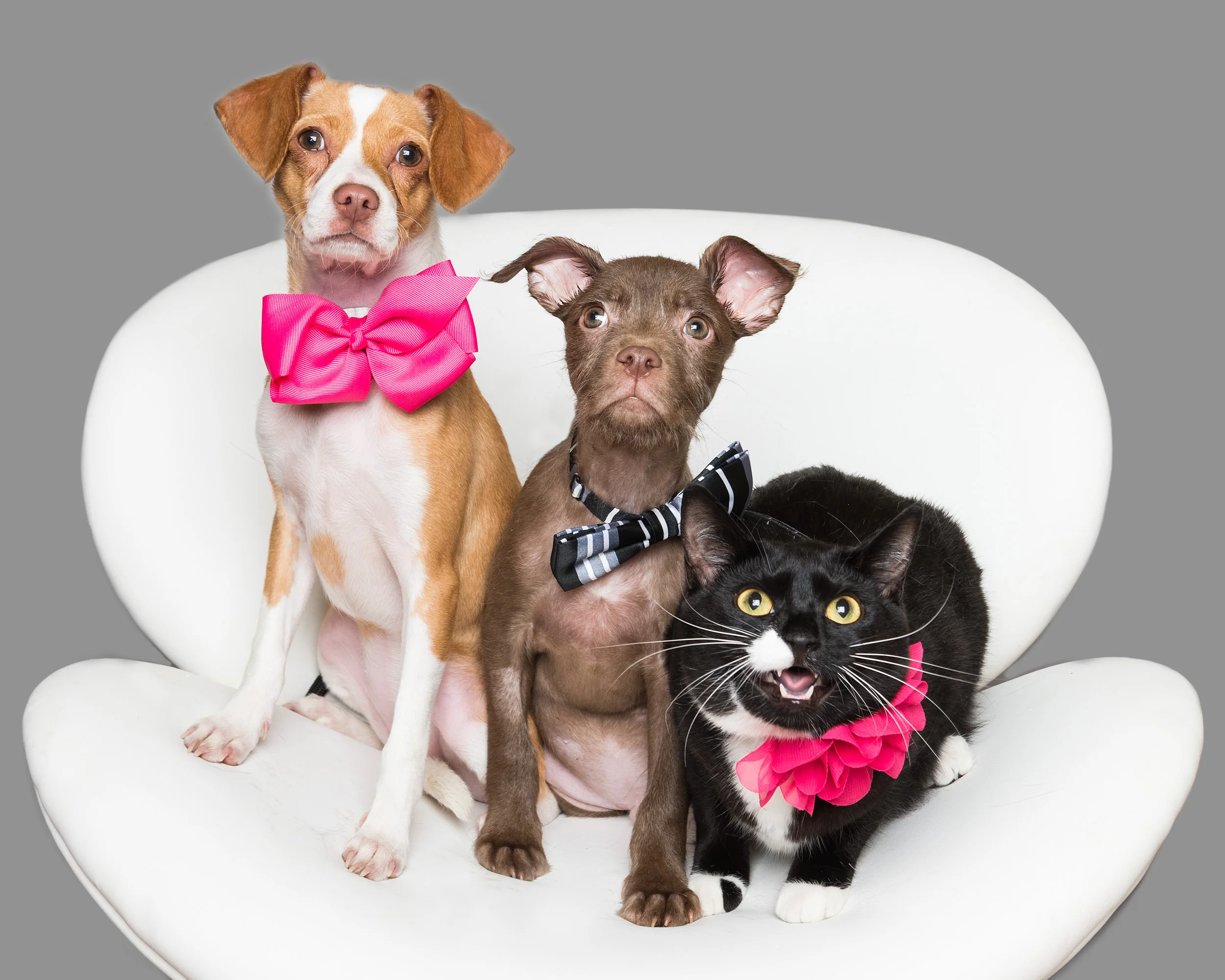 Mixed Breeds, cat, ARF, East Hampton