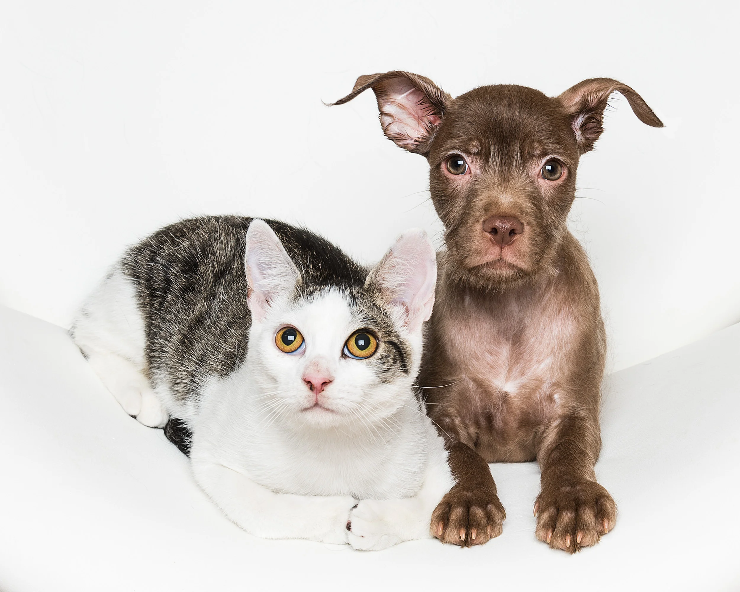 Dee is for Dogs_20150713-DSC_5886-Edit.JPG