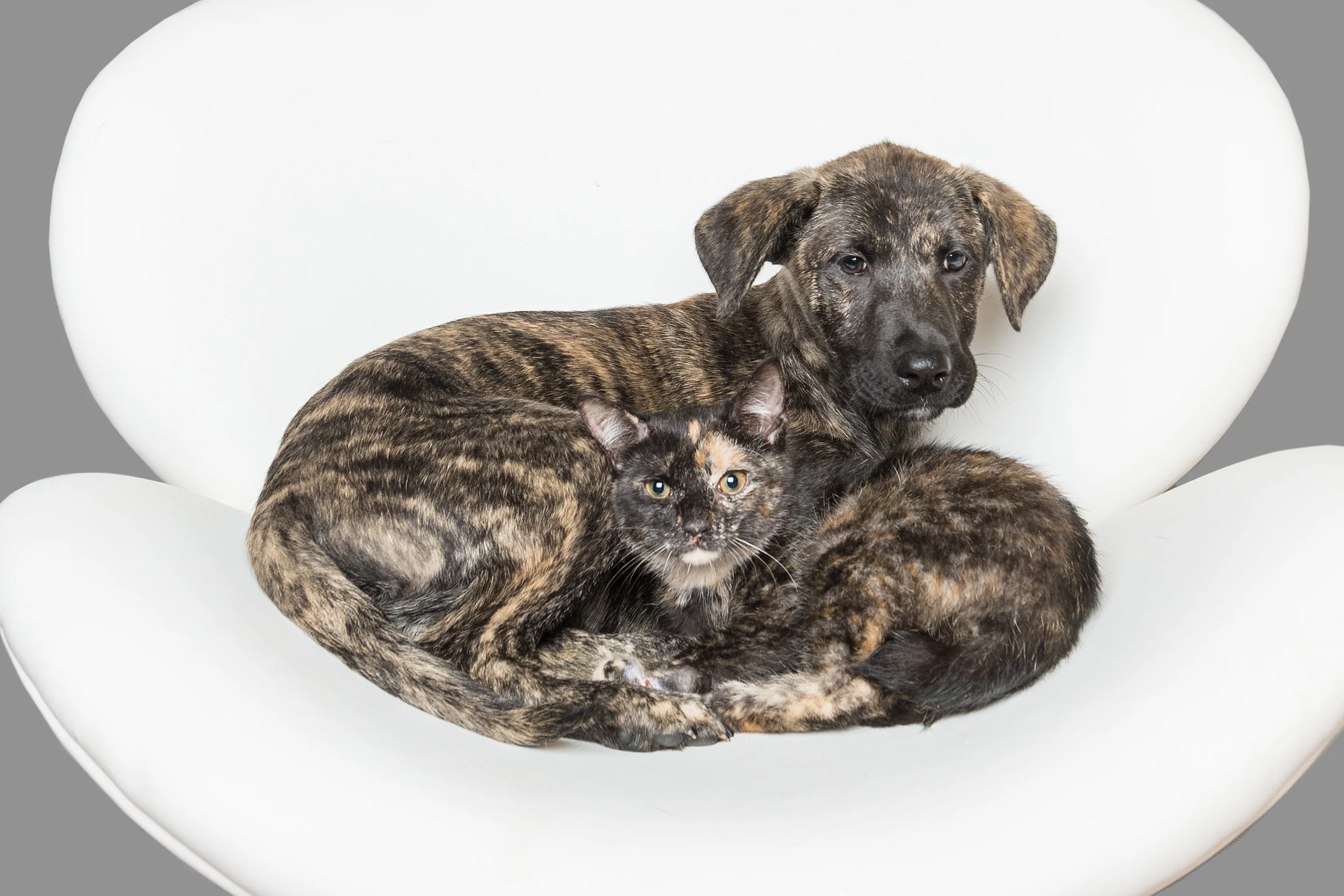 Mixed Breed, cat, ARF, East Hampton