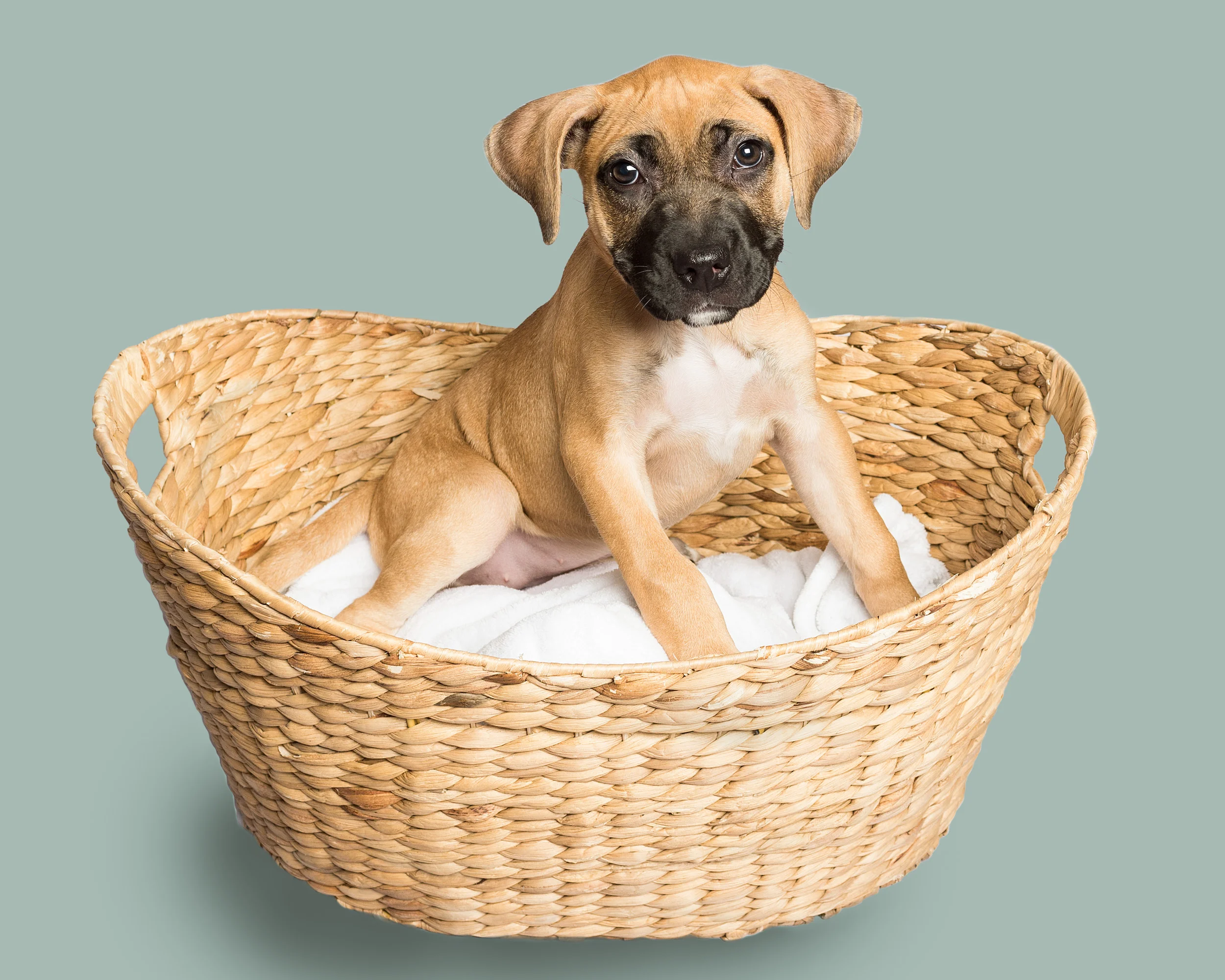 Dee is for Dogs_20150824-DSC_6995-Edit.JPG