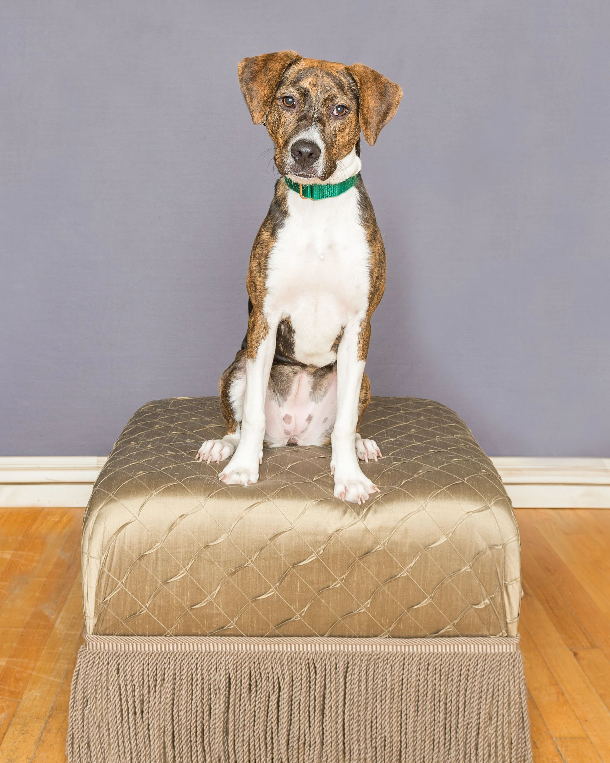 Dee is for Dogs_DSC_8608-Edit.JPG