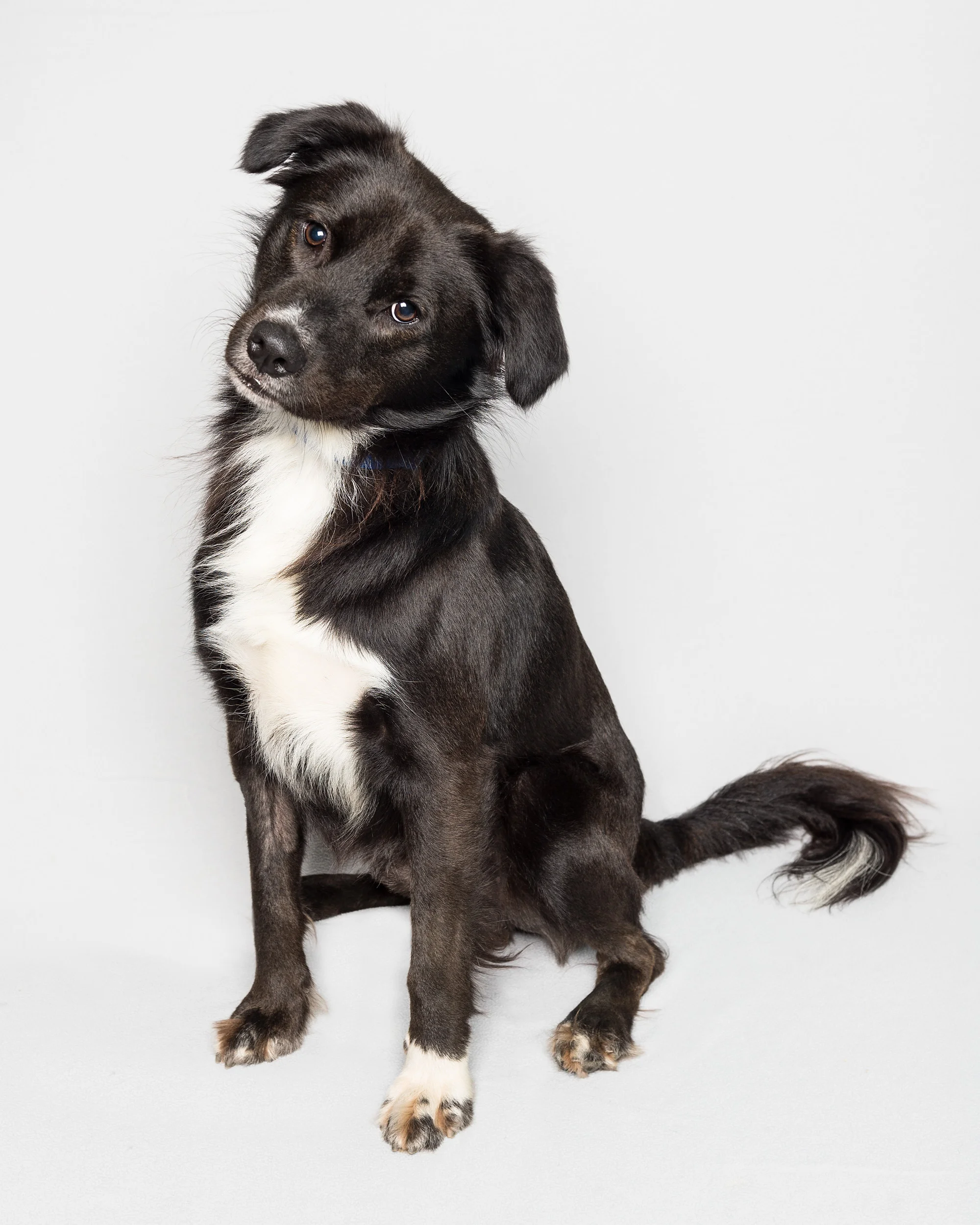 Dee is for Dogs_DSC_2569-Edit.JPG