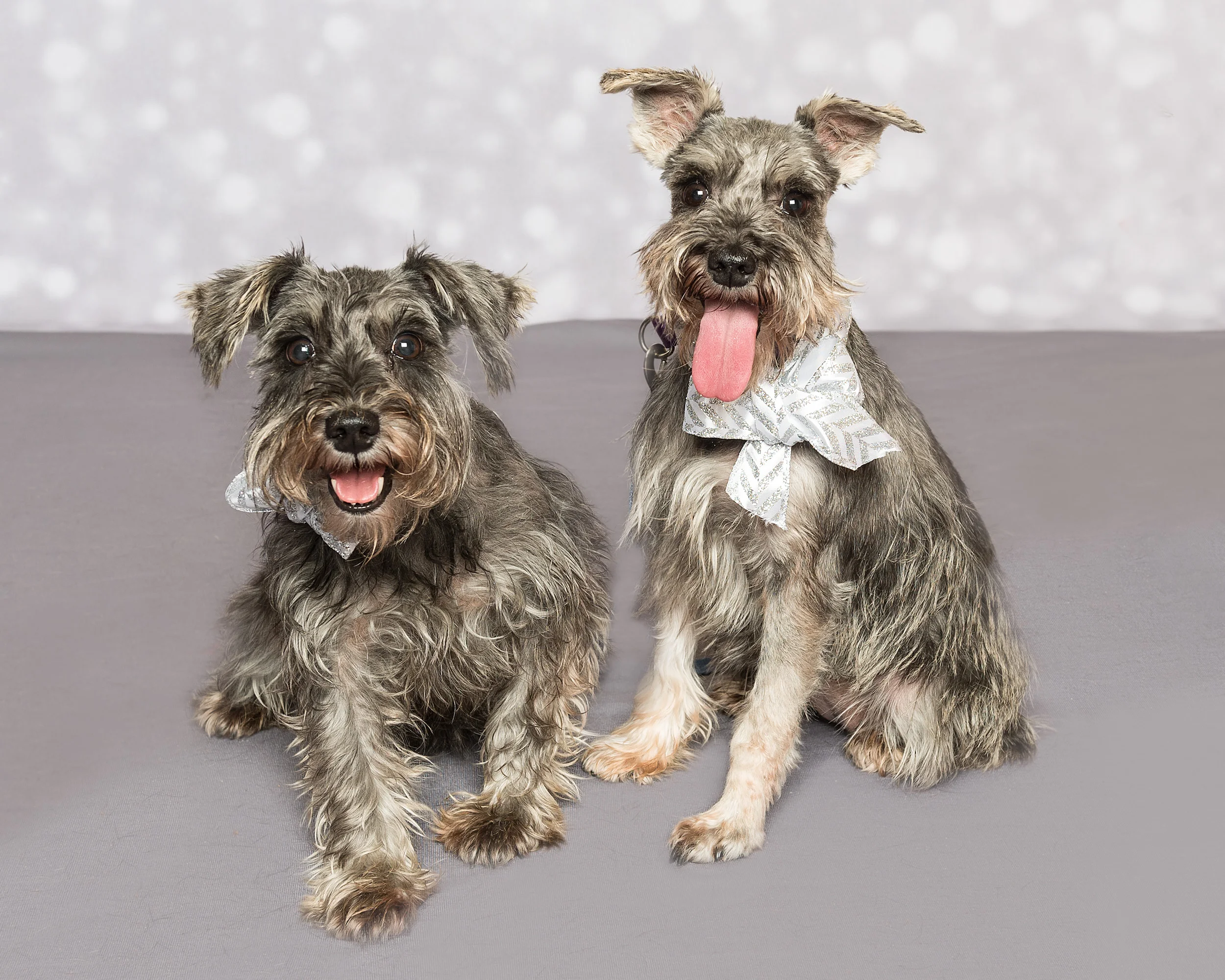 Dee is for Dogs_DSC_7658-Edit.JPG