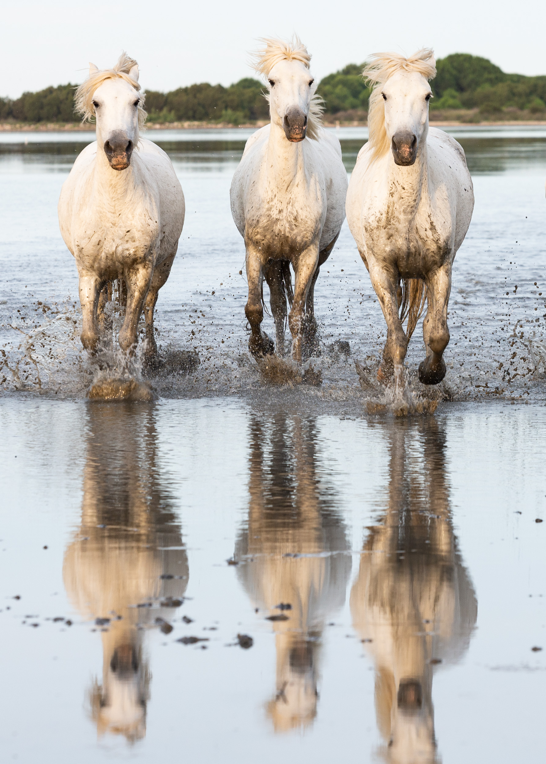 Camargue, horses