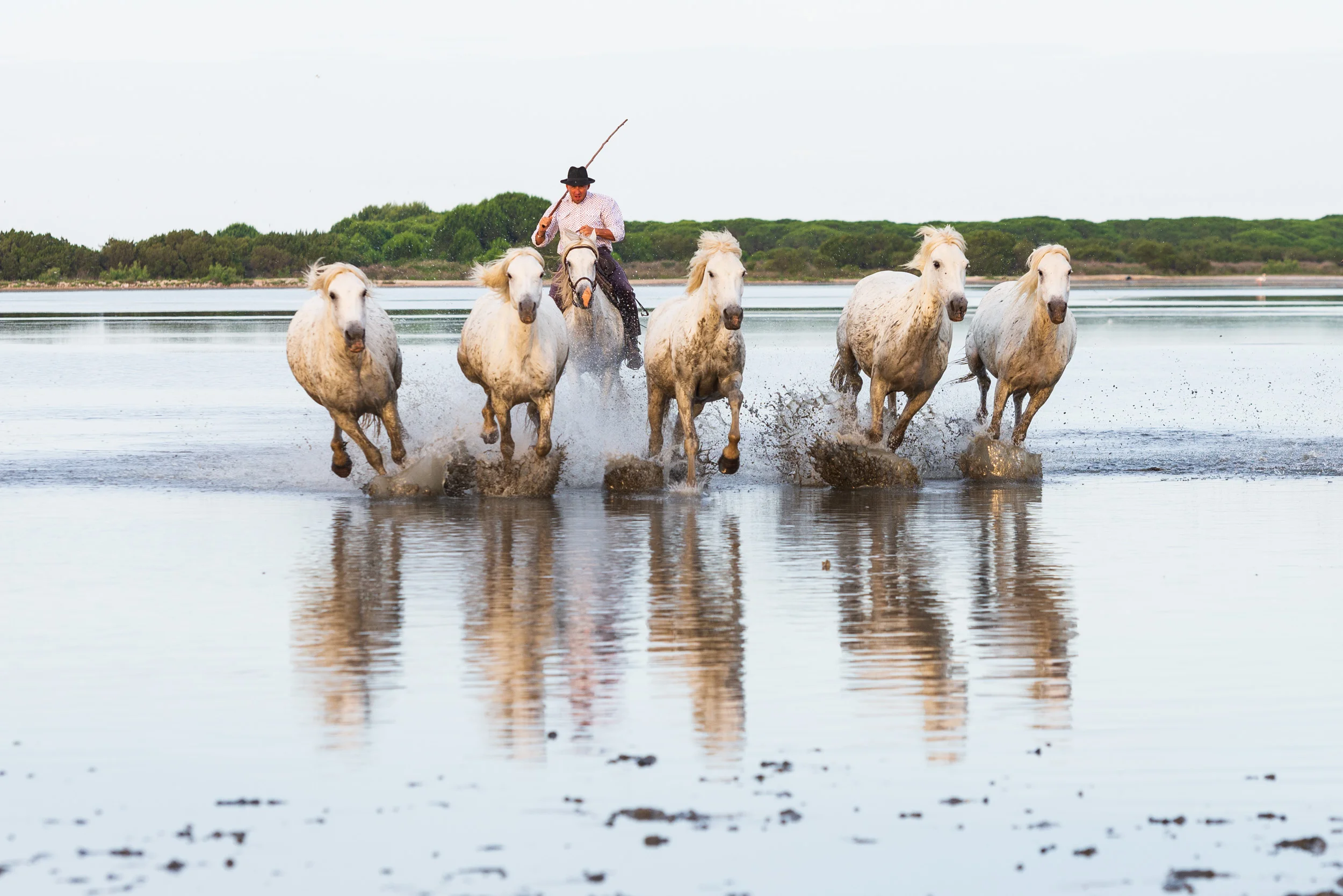 Dee is for Dogs_20180616_DSC_8597.JPG