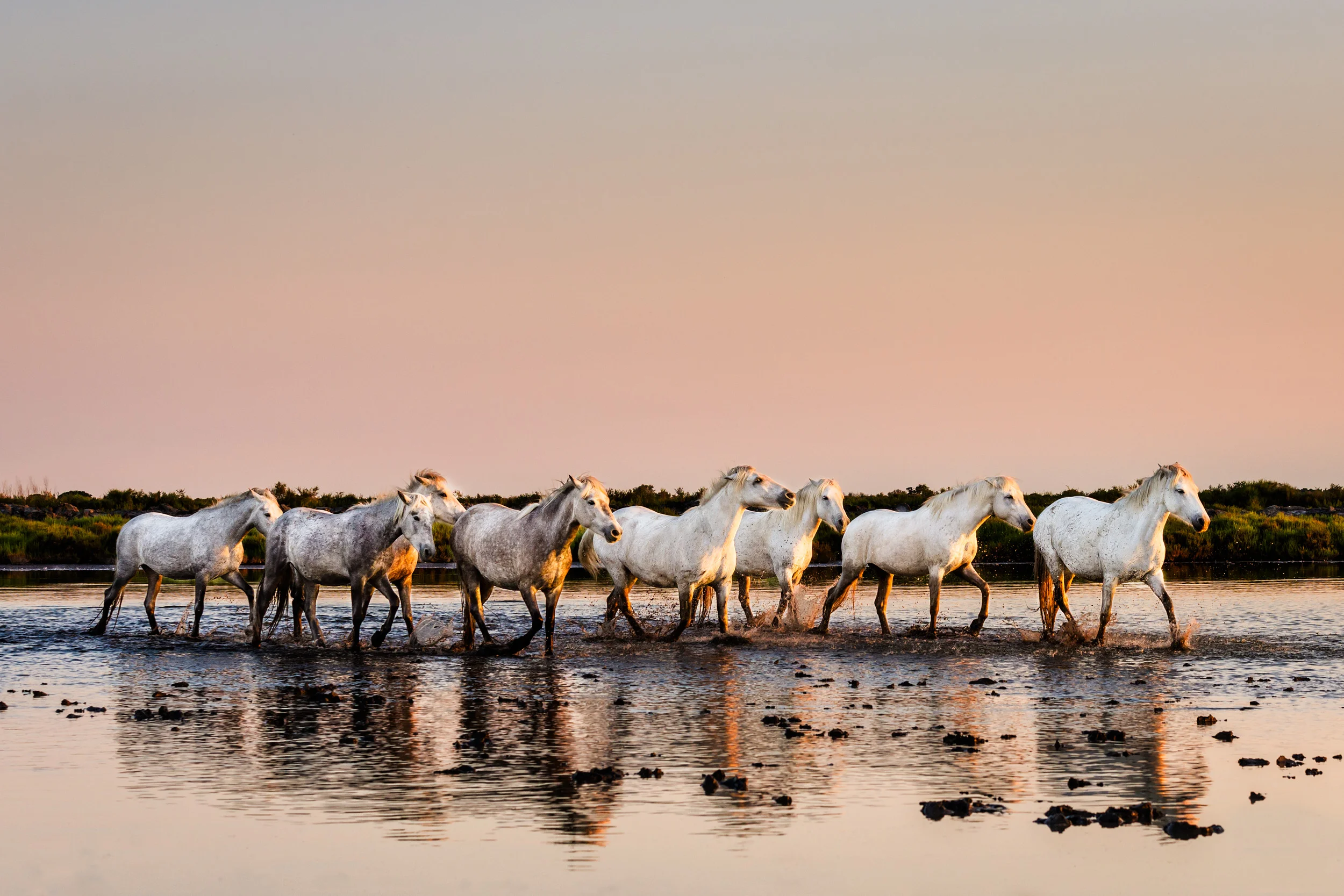 Camargue, horses