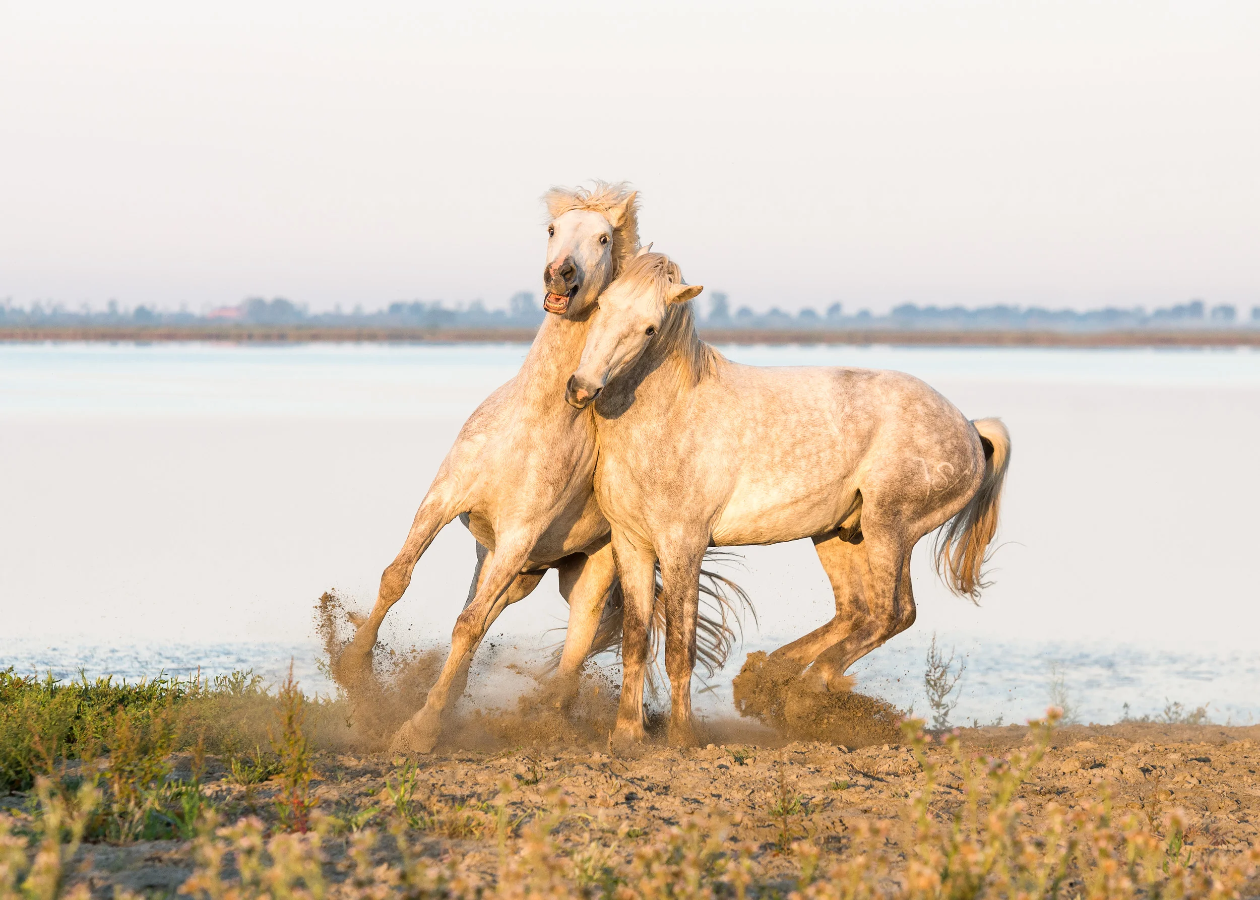 Camargue, horses