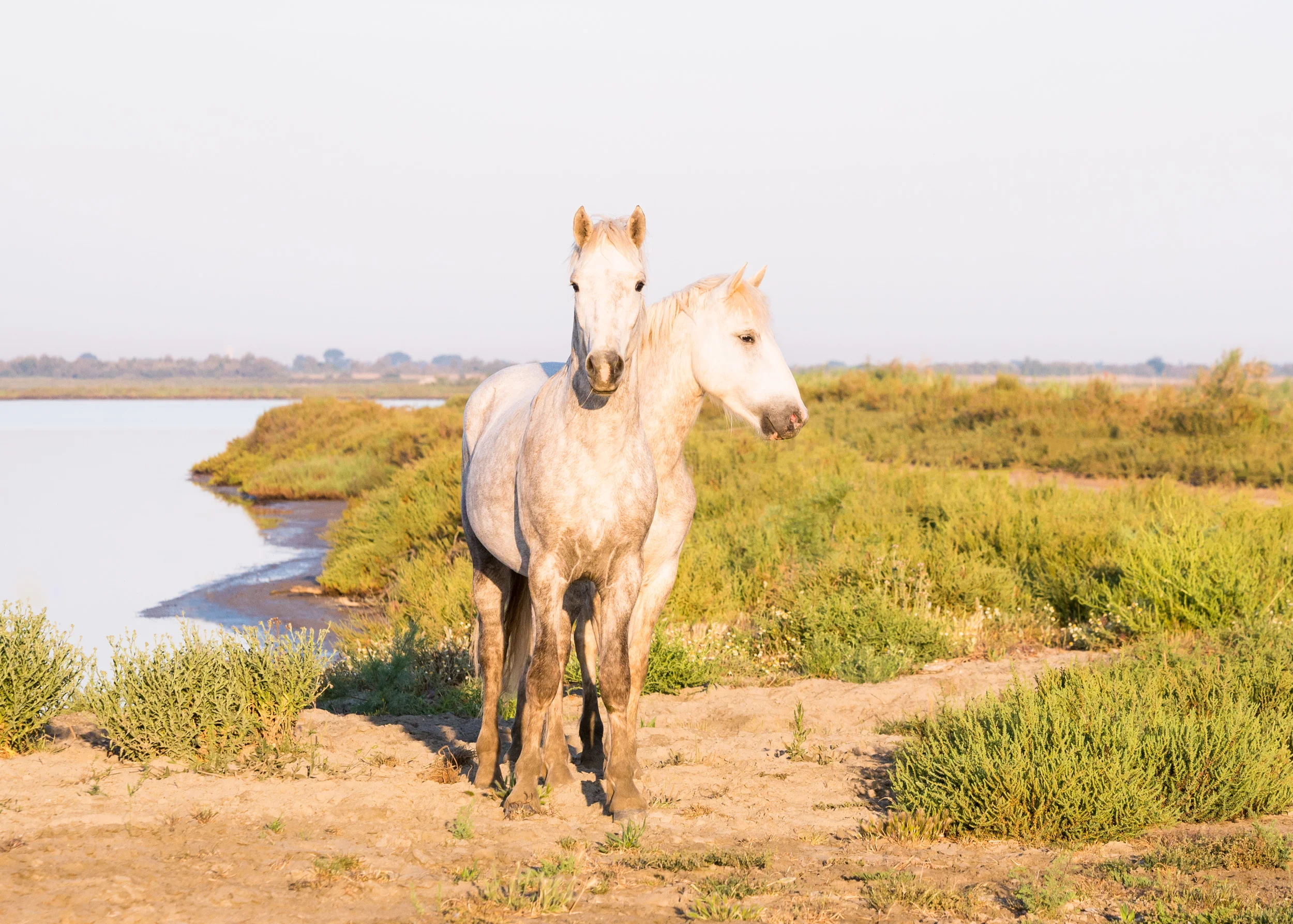 Camargue, horses