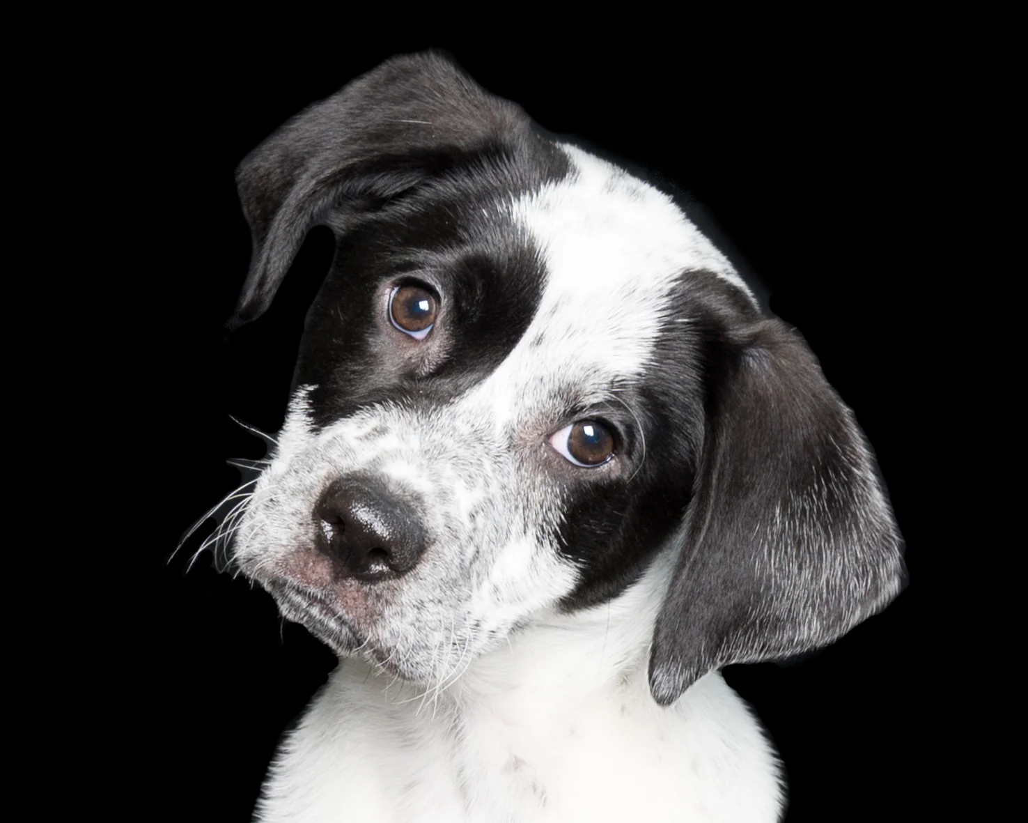 Mixed Breed, Westhampton, Bideawee