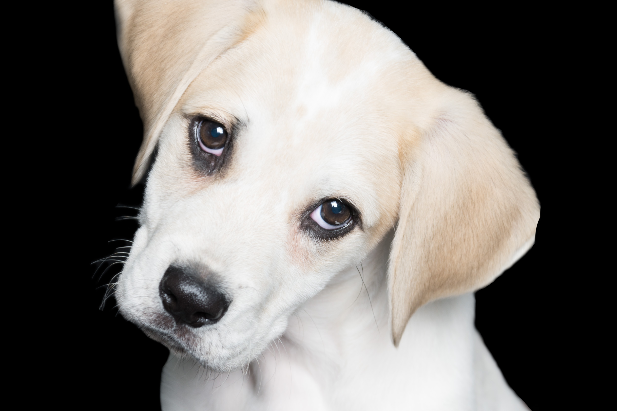 Dee is for Dogs_20140321-DSC_0801-Edit.JPG