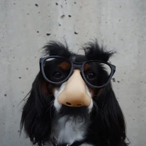 dog-in-disguise-300x300.jpg
