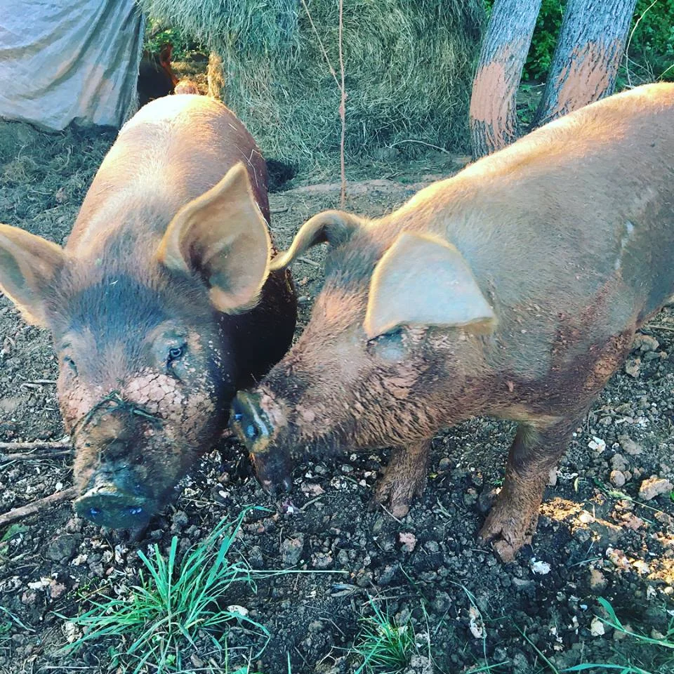 Tyler Case - pigs.jpg