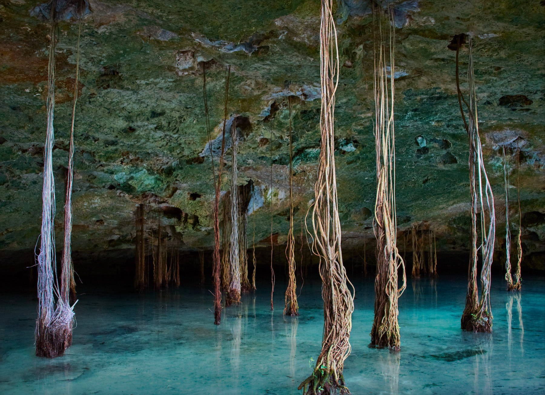 Sinkhole Roots 