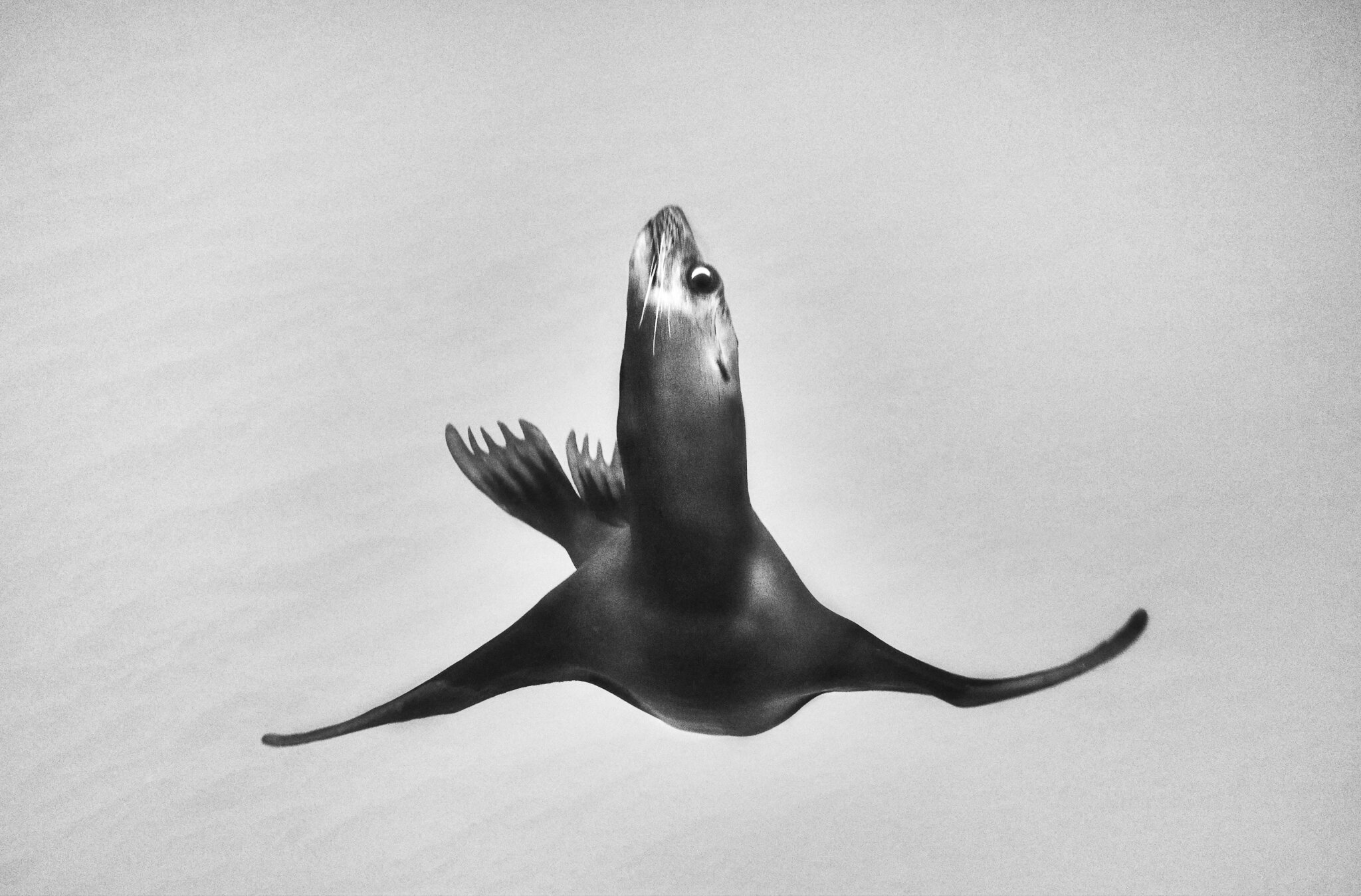 sea lion ballet-2.jpg