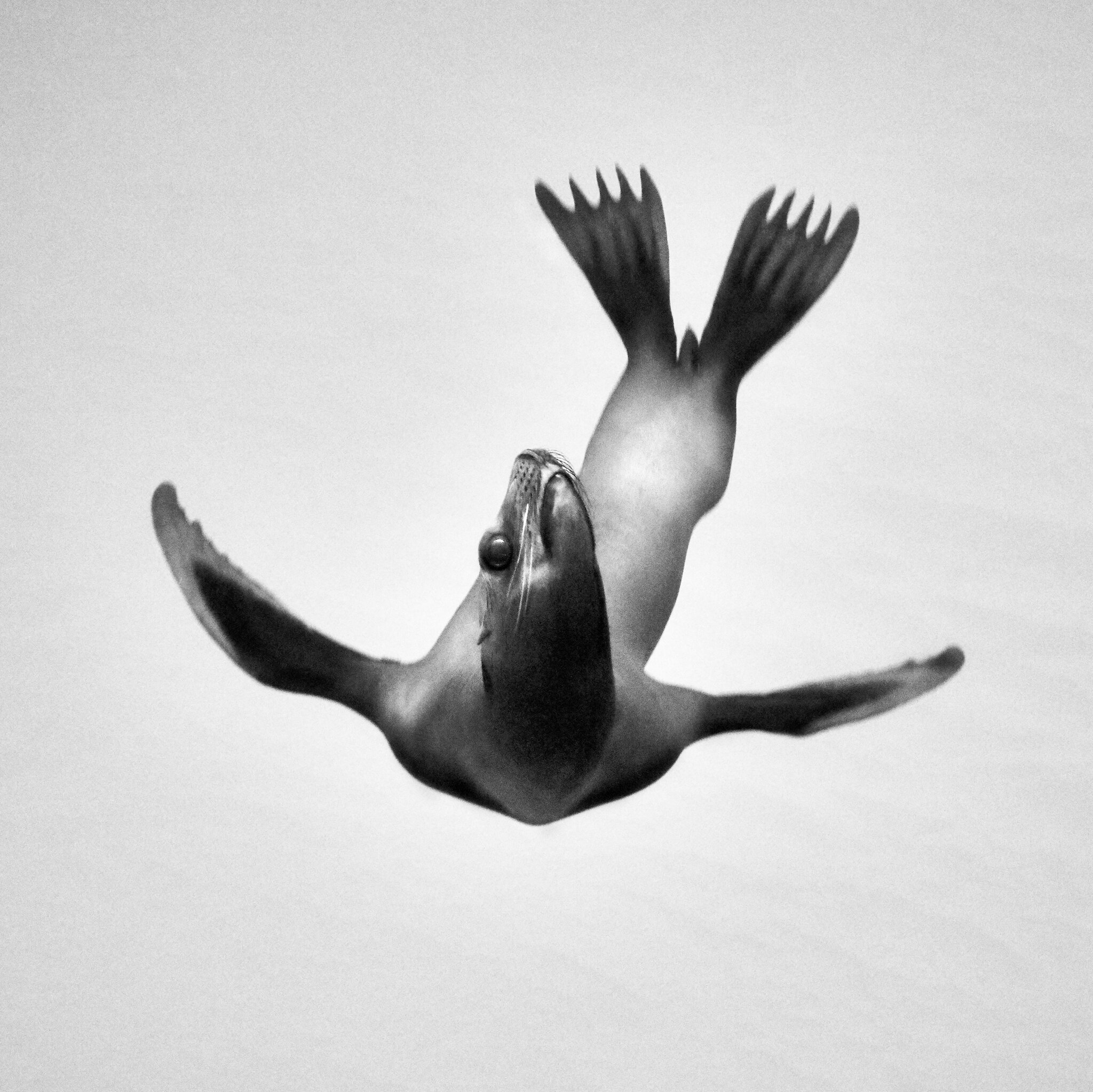 sea lion ballet-1.jpg