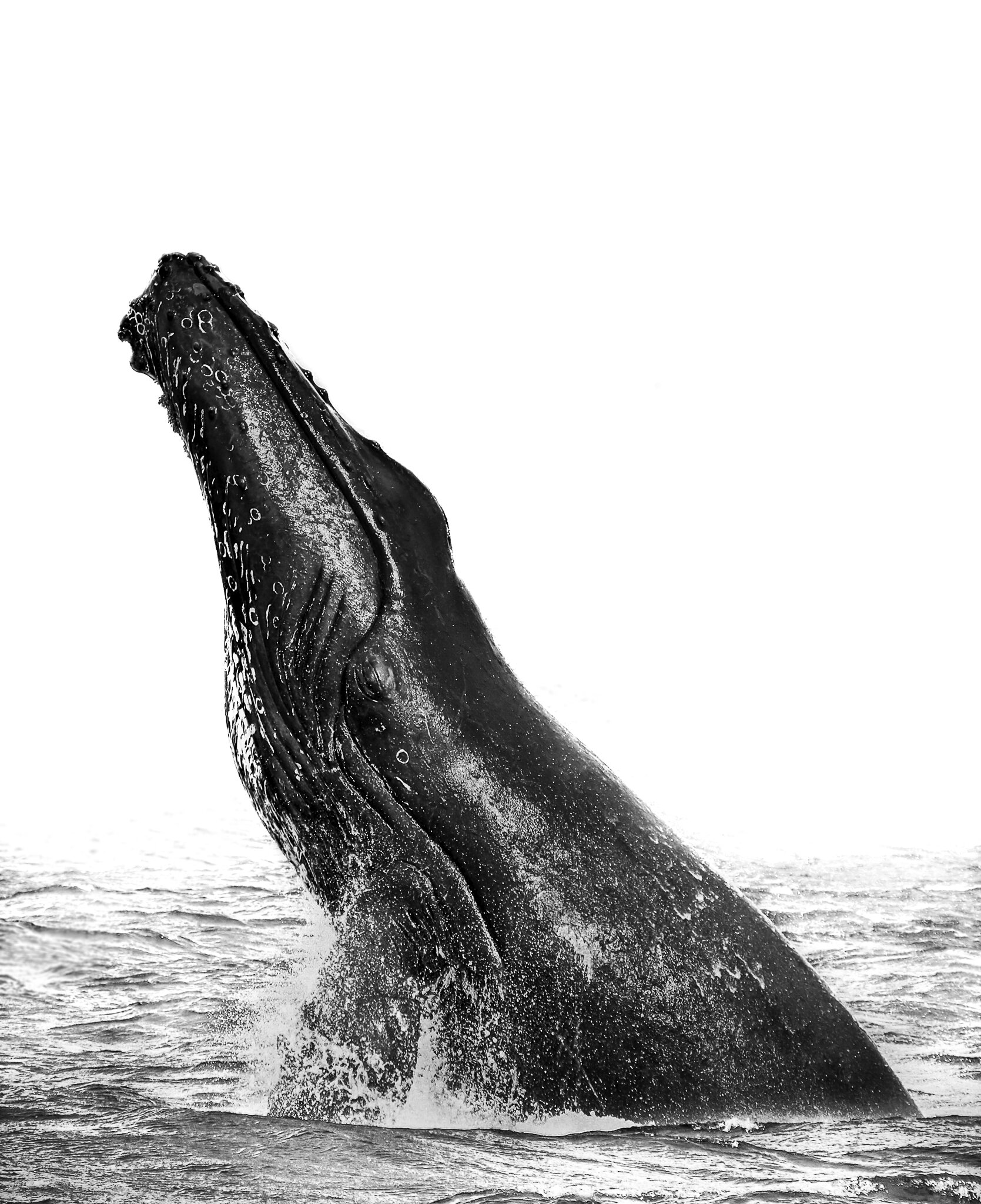 humpback mom.jpg