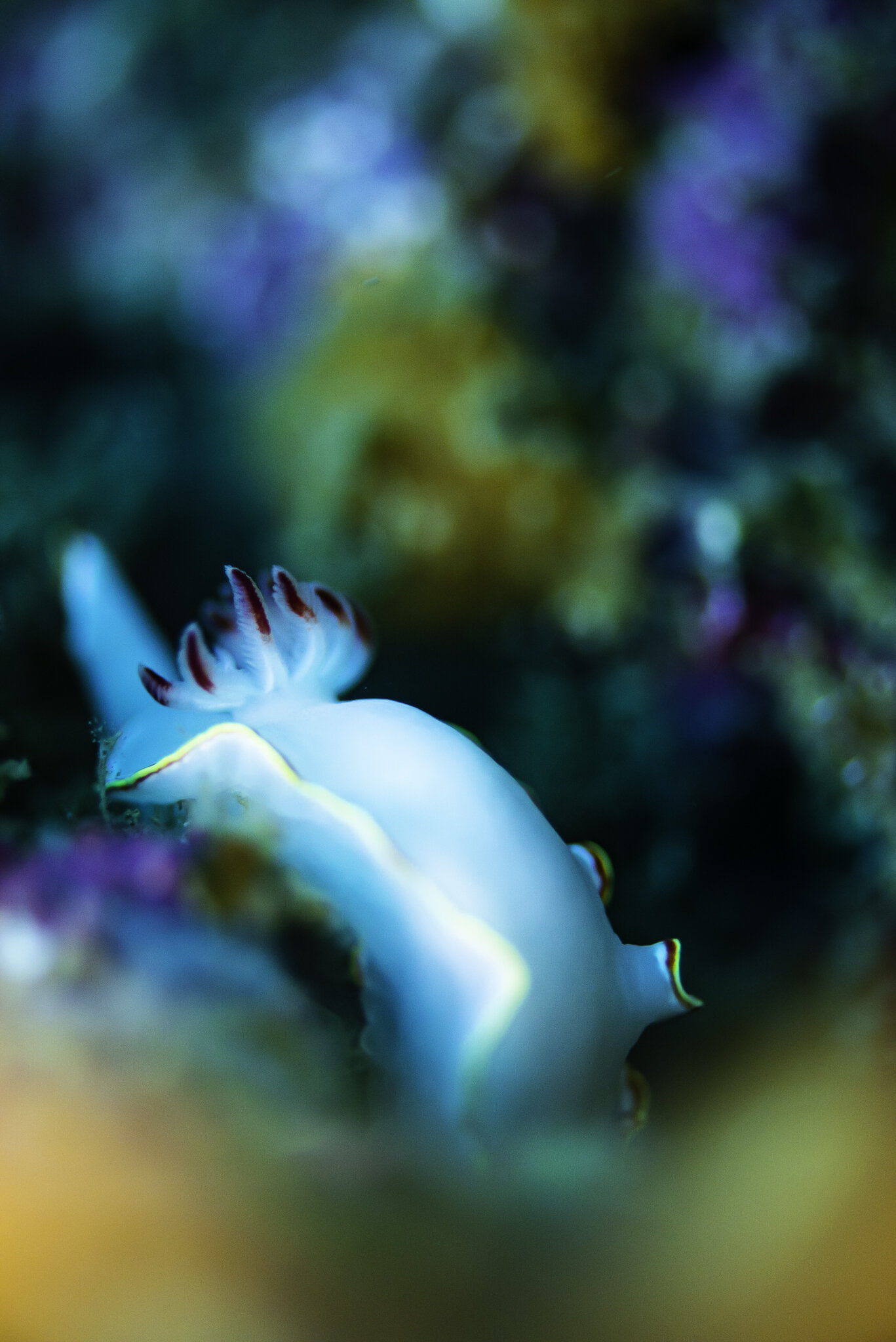 Nudibranquio.jpg