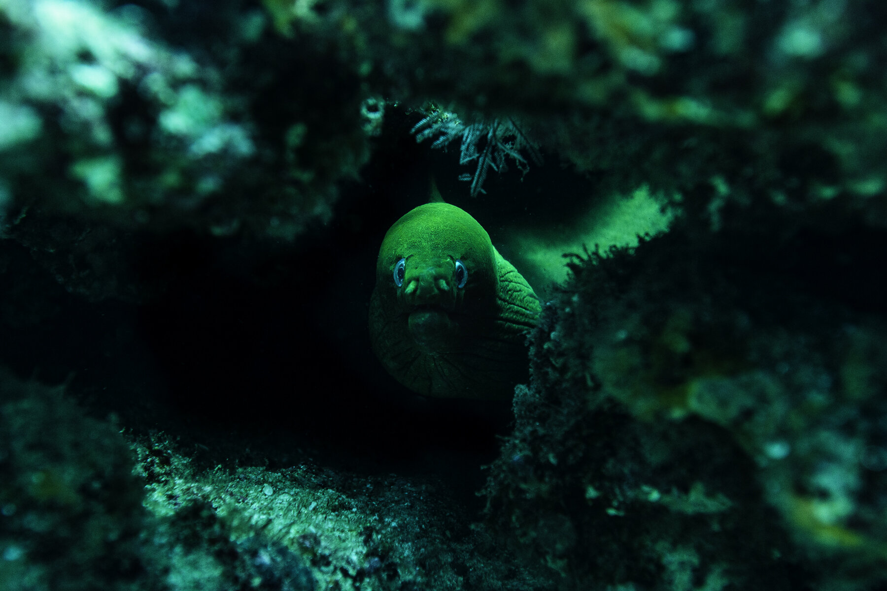 Green eel.jpg