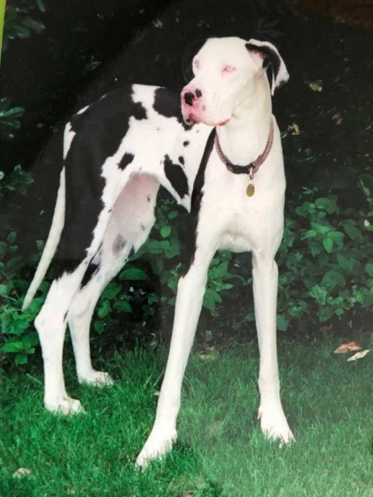 erika-dog-768x1024.jpg