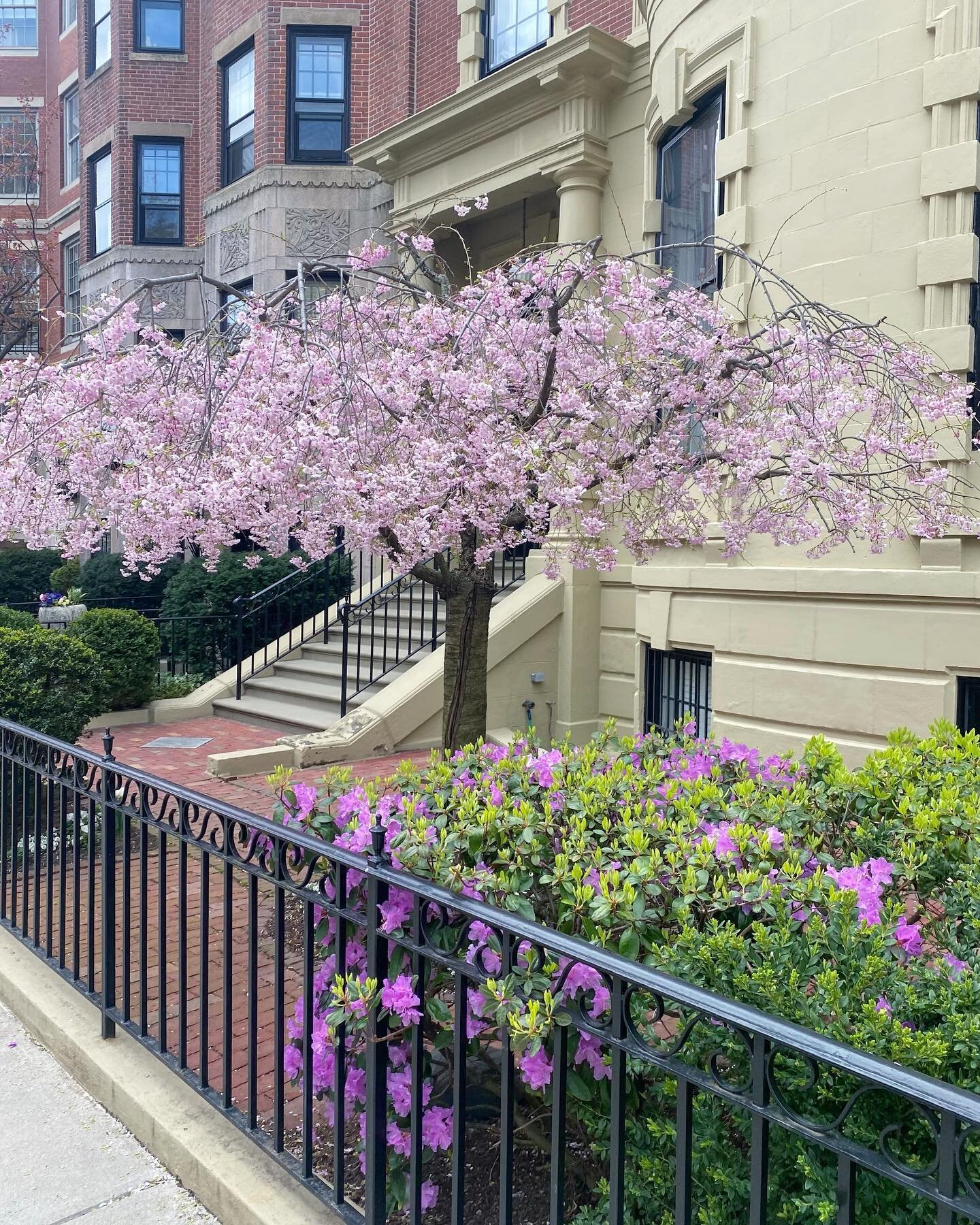 Spring in Boston💜 #tinygardens #backbay #brownstones# #spring #boston #floweringtrees