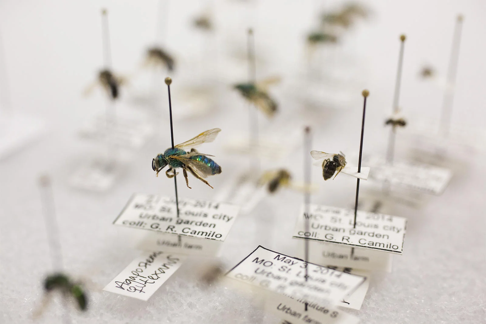 Camilo Lab featured on St. Louis Public Radio, discussing cities as habitat