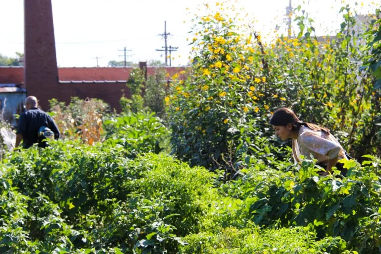 Camilo Lab featured on WHYY, discussing bees in urban centers