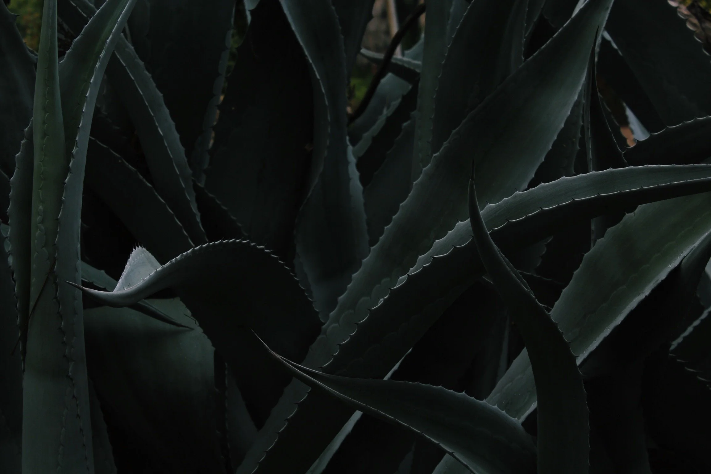 unsplash-image-1dTIVth36WQ.jpg