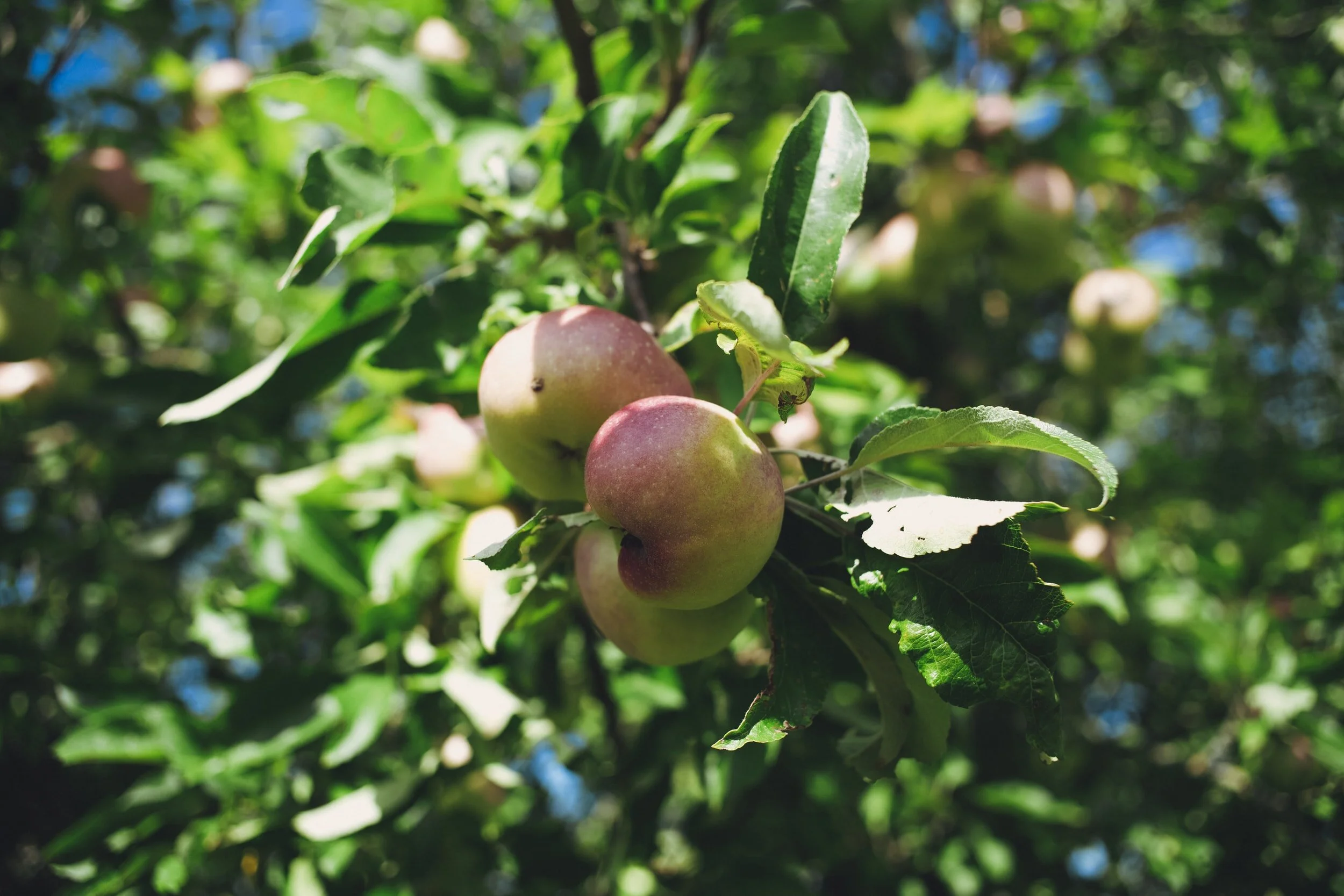 Apple Seeds - Original Short Story by YWA Teacher Matthew Beccaria and an Interview with the Author