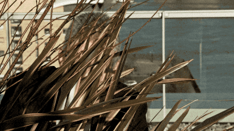 The Good Suns - Pop Wound.2019-02-08 23_51_22.gif